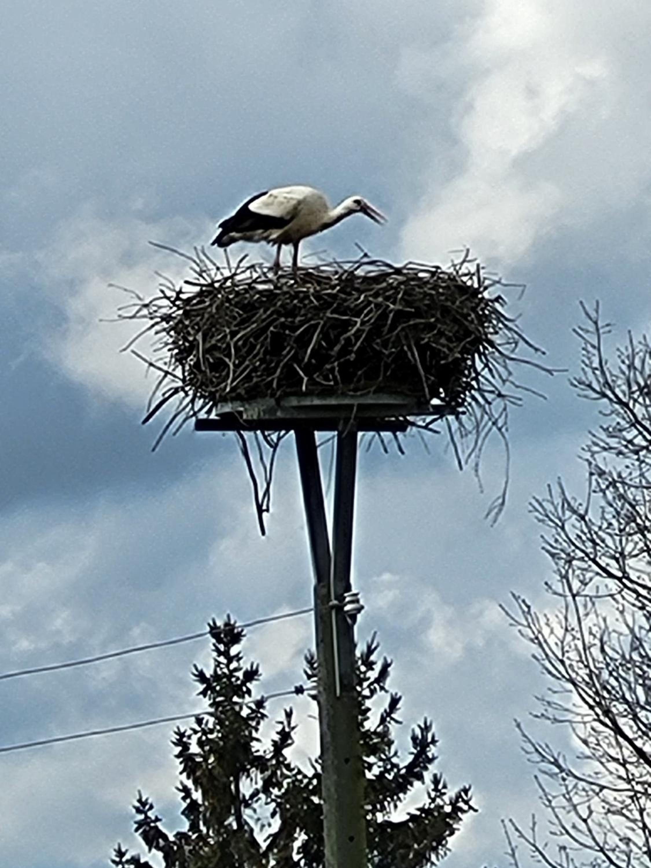 Am Storchennest