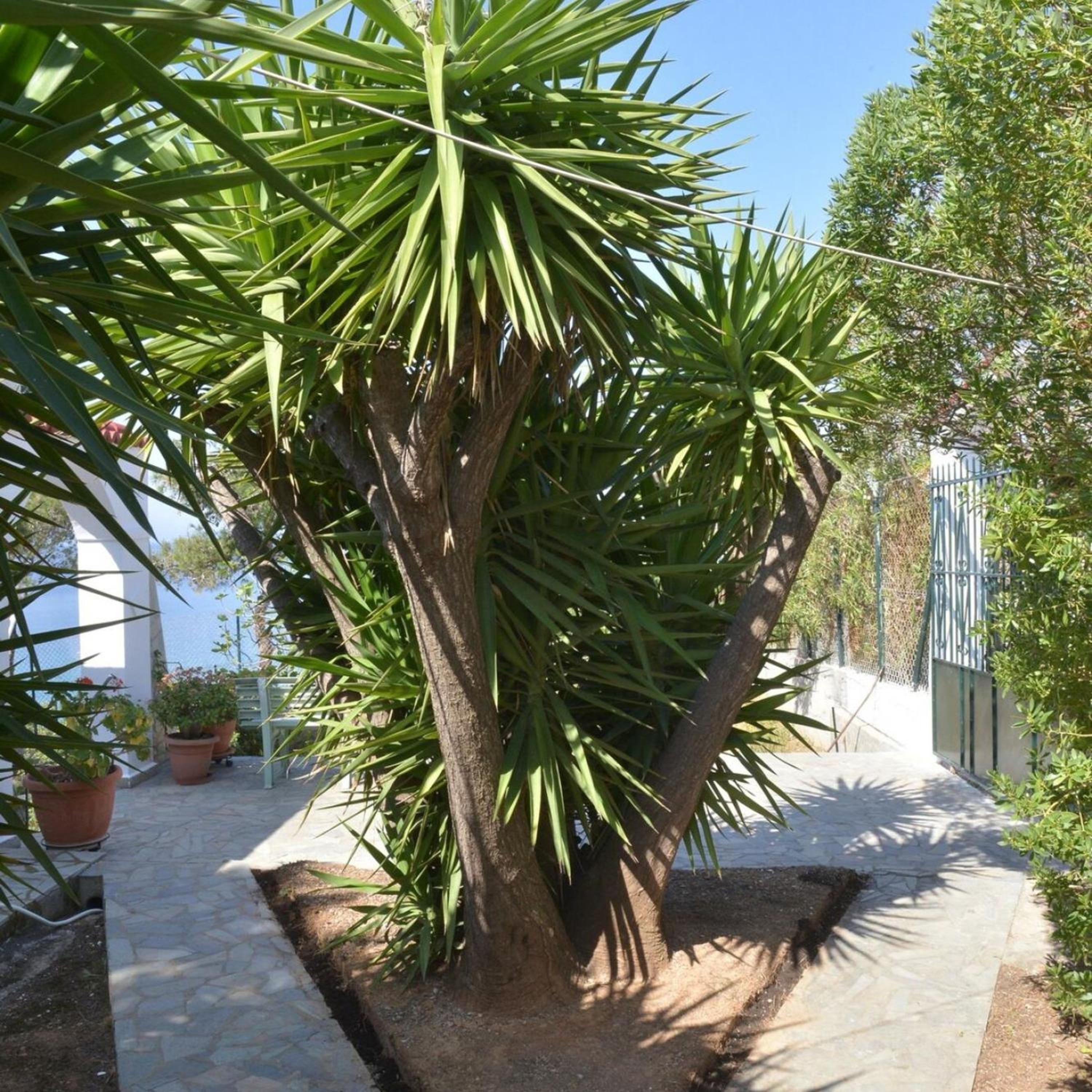 Salamis Beachfront House