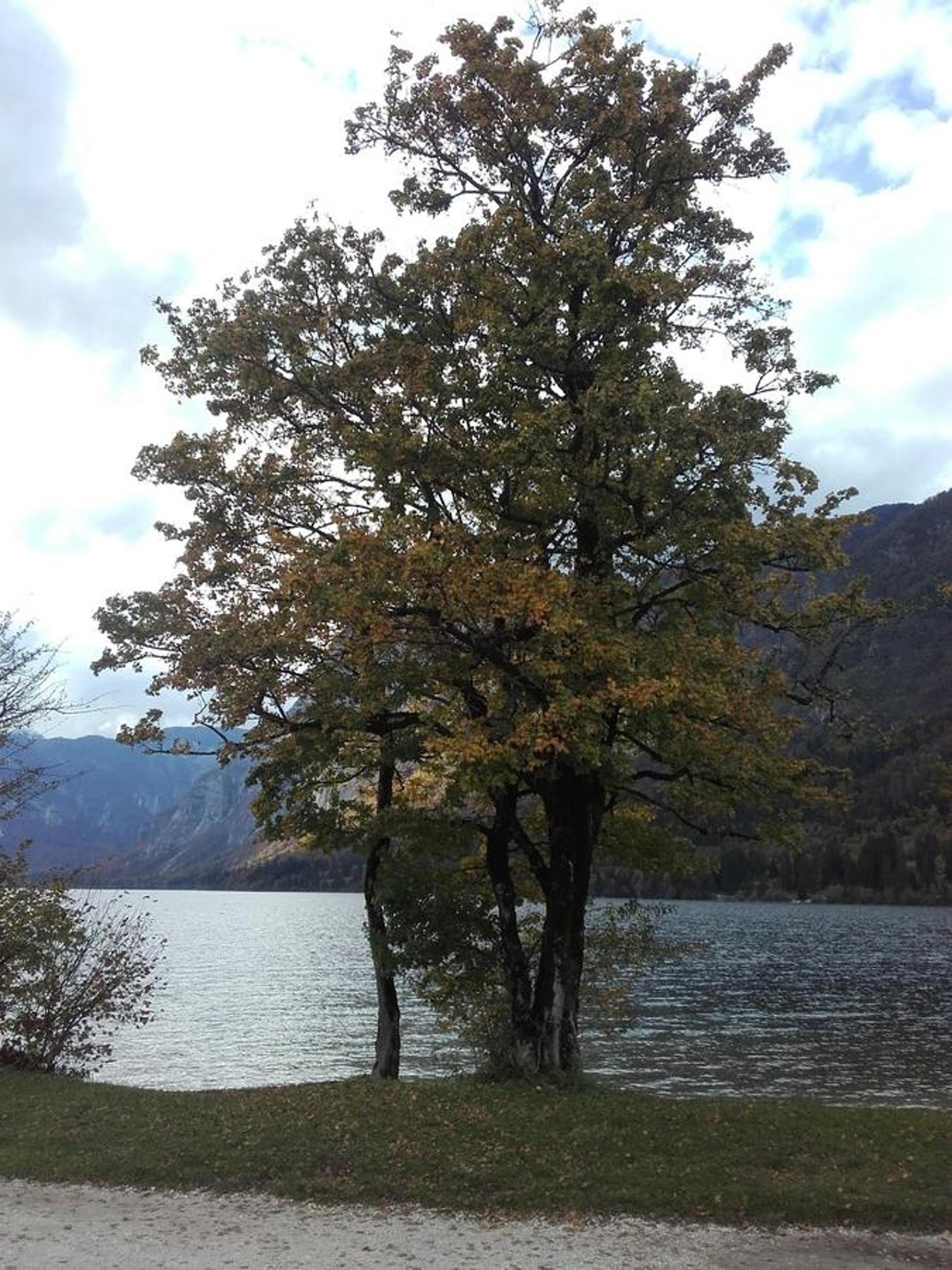 Photo 46