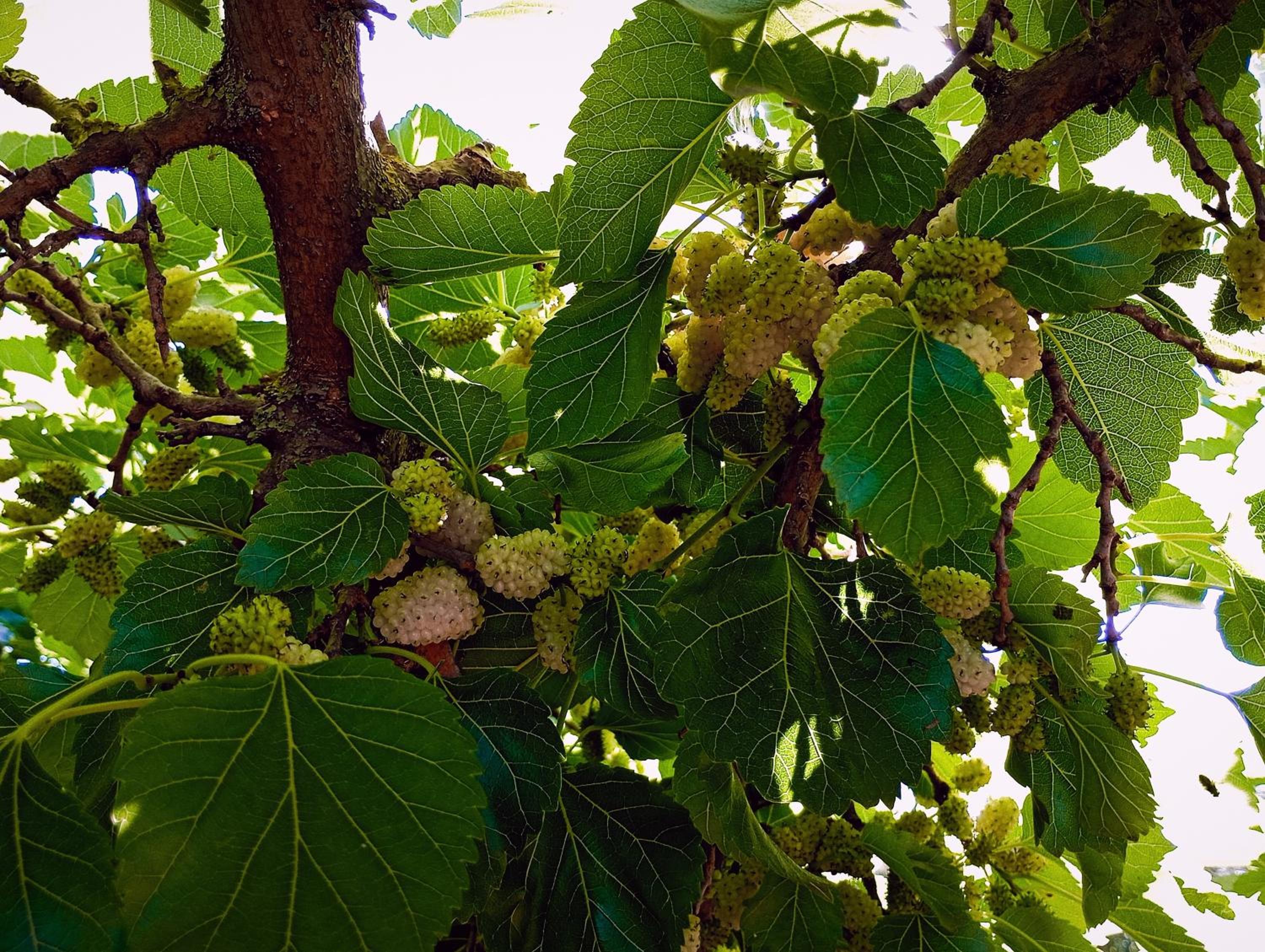 Agriturismo Il Pavone