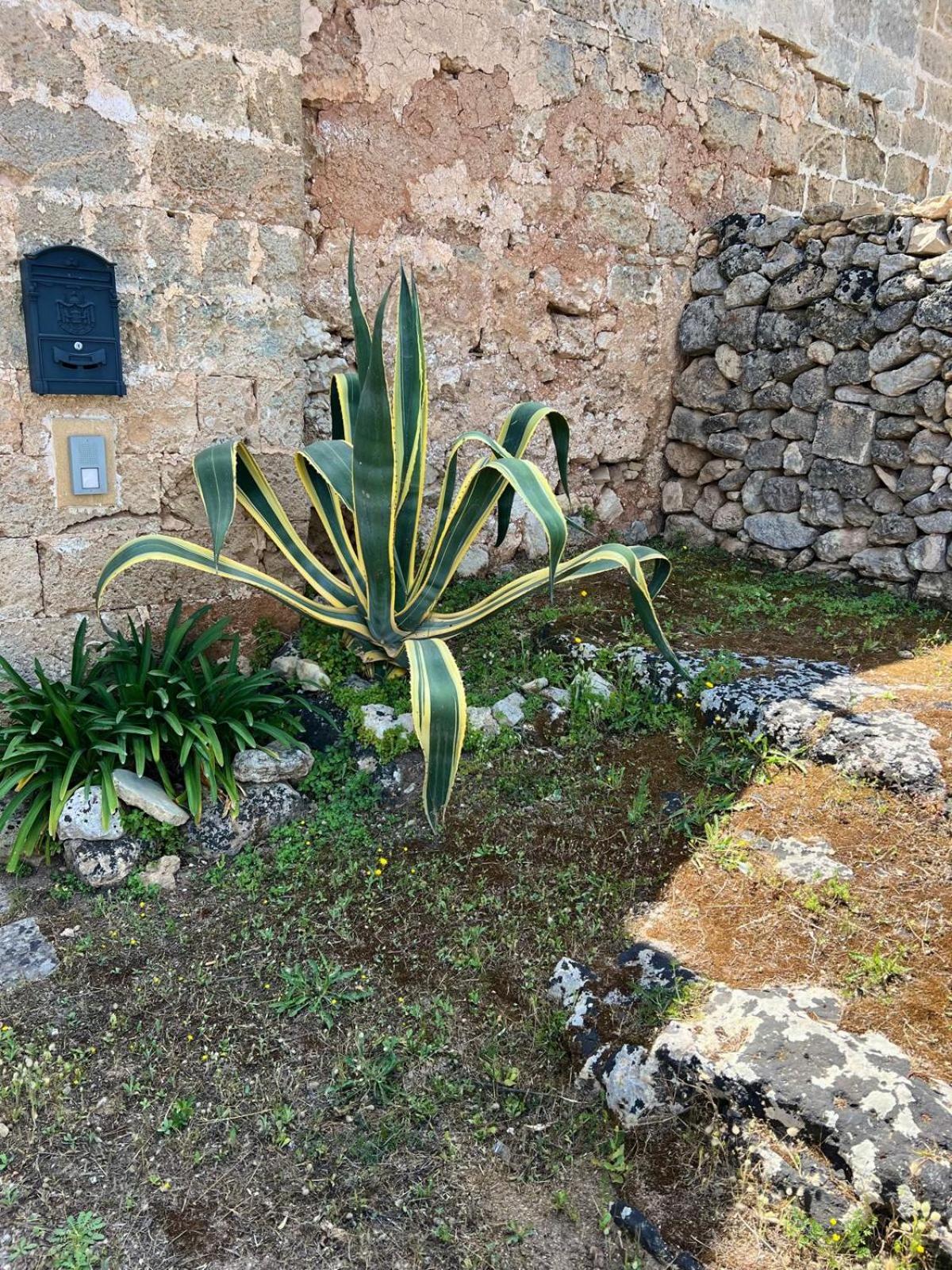 ABBAZIA SAN NICOLA DI PERGOLETO 2 (FICO D'INDIA ) view 3