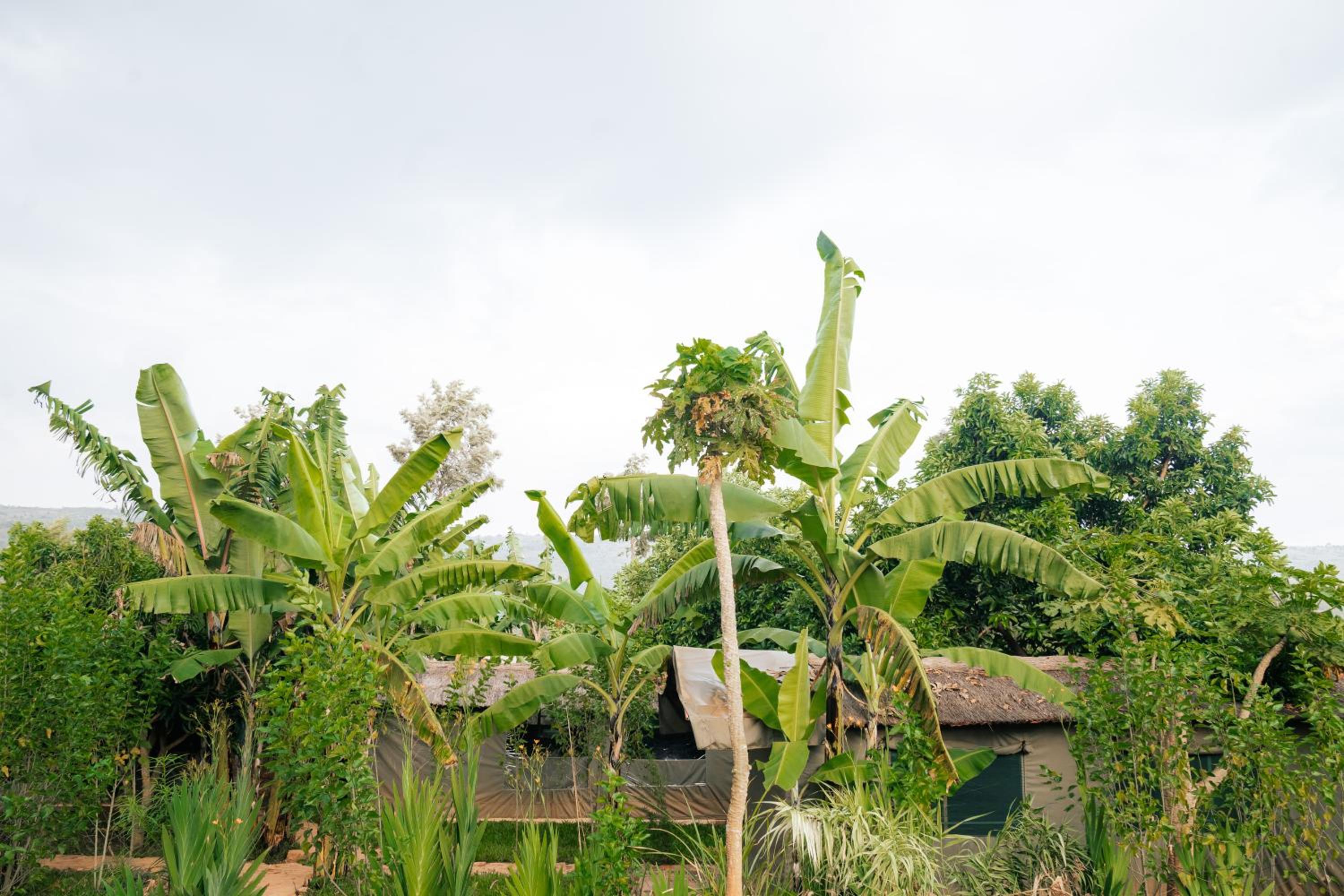 Akagera Bananas Camp