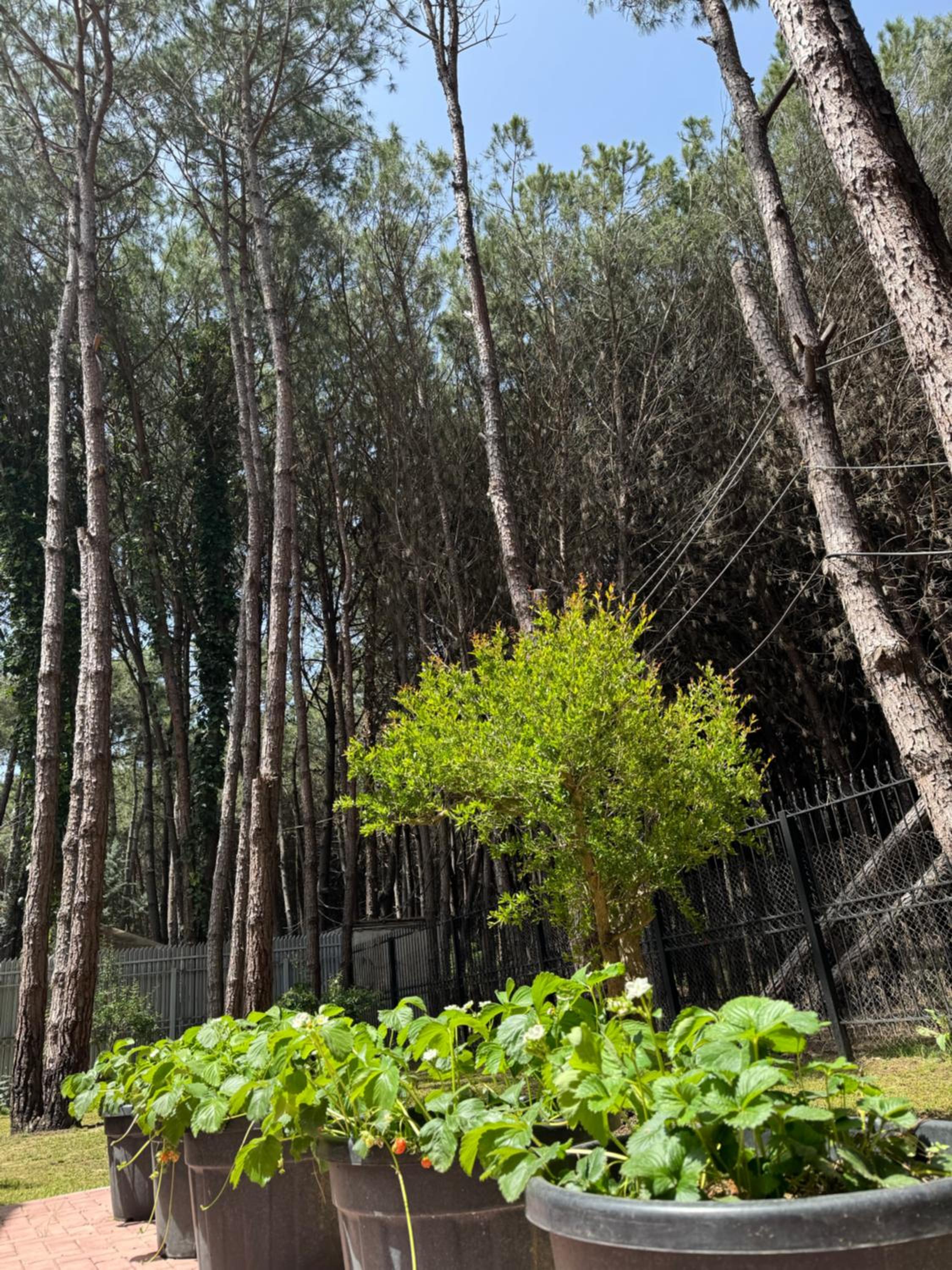 Forest Cottage - middle of forest & near the beach
