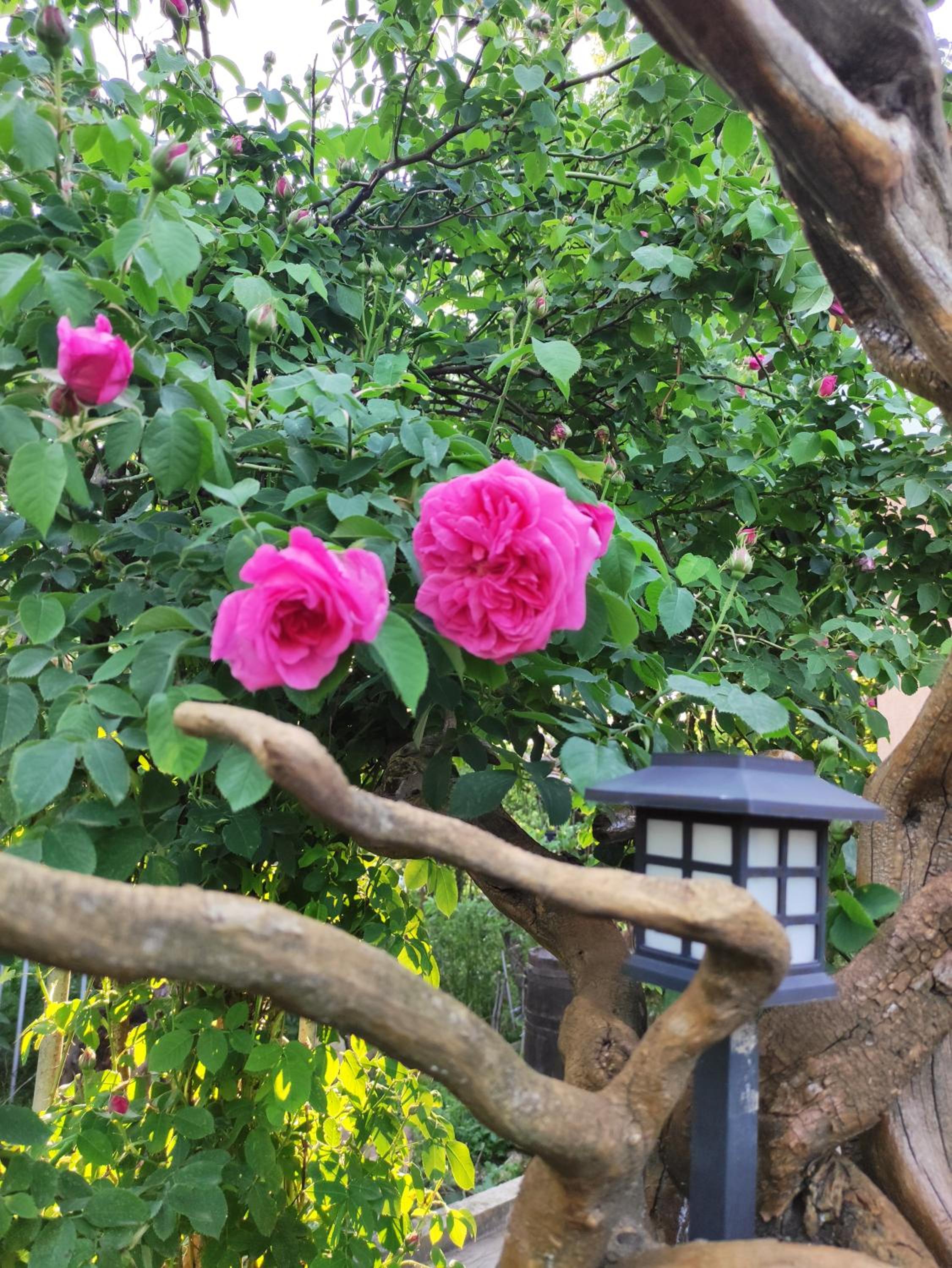 Guest house Charodea
