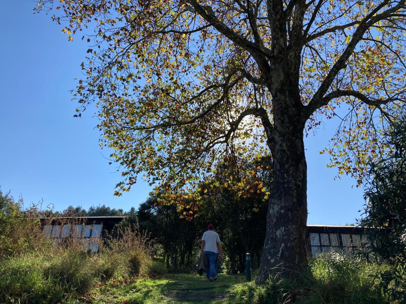 Midlands Forest Lodge