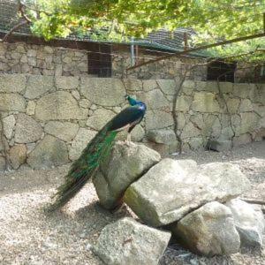Quinta das Mineirinhas