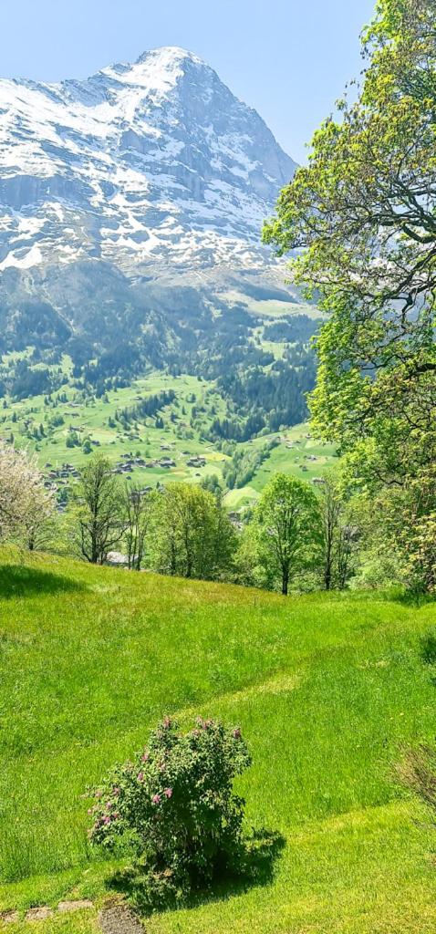 Bussalp Apartment - Aare Jungfrau AG