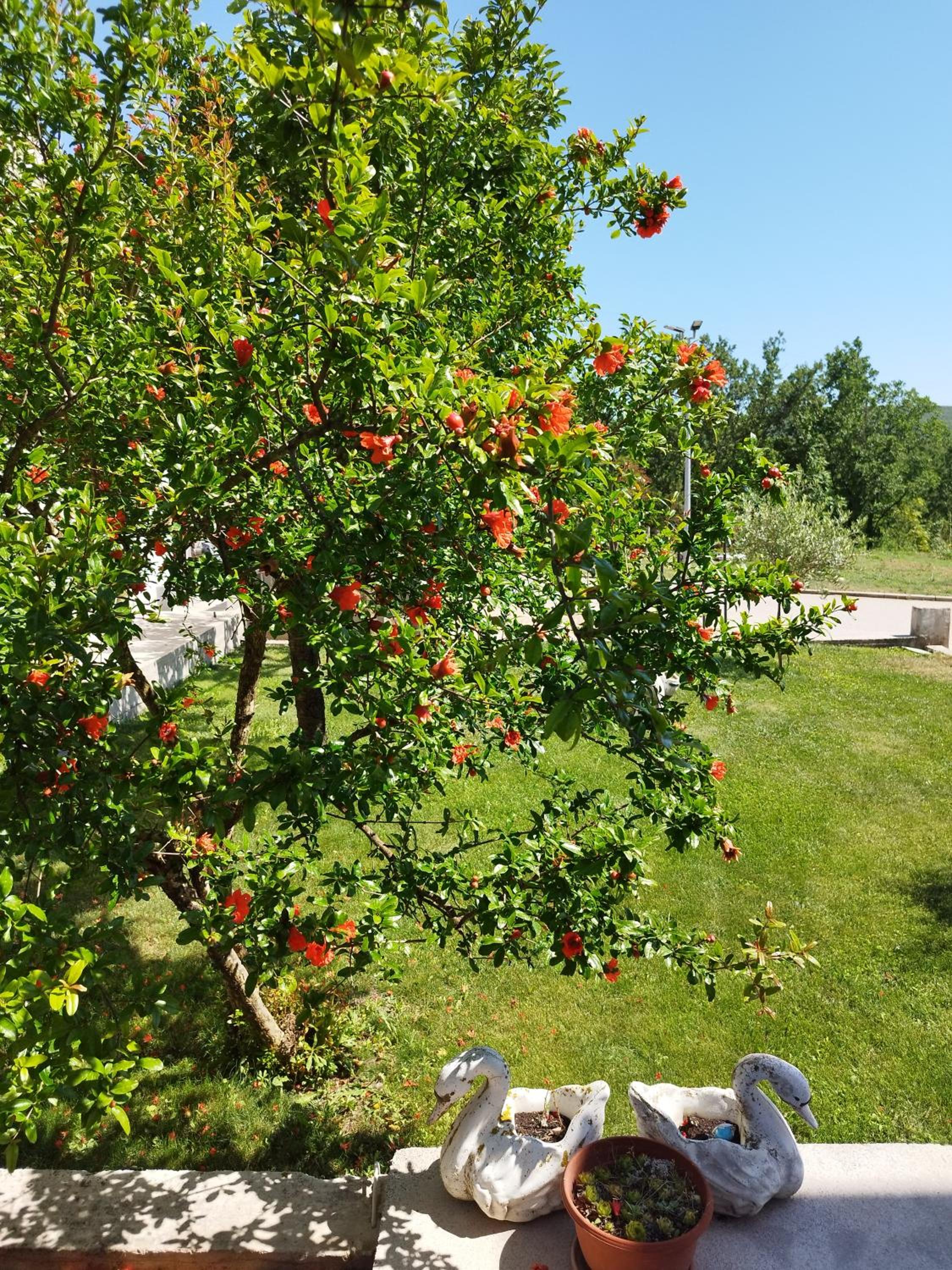 Tolj apartman