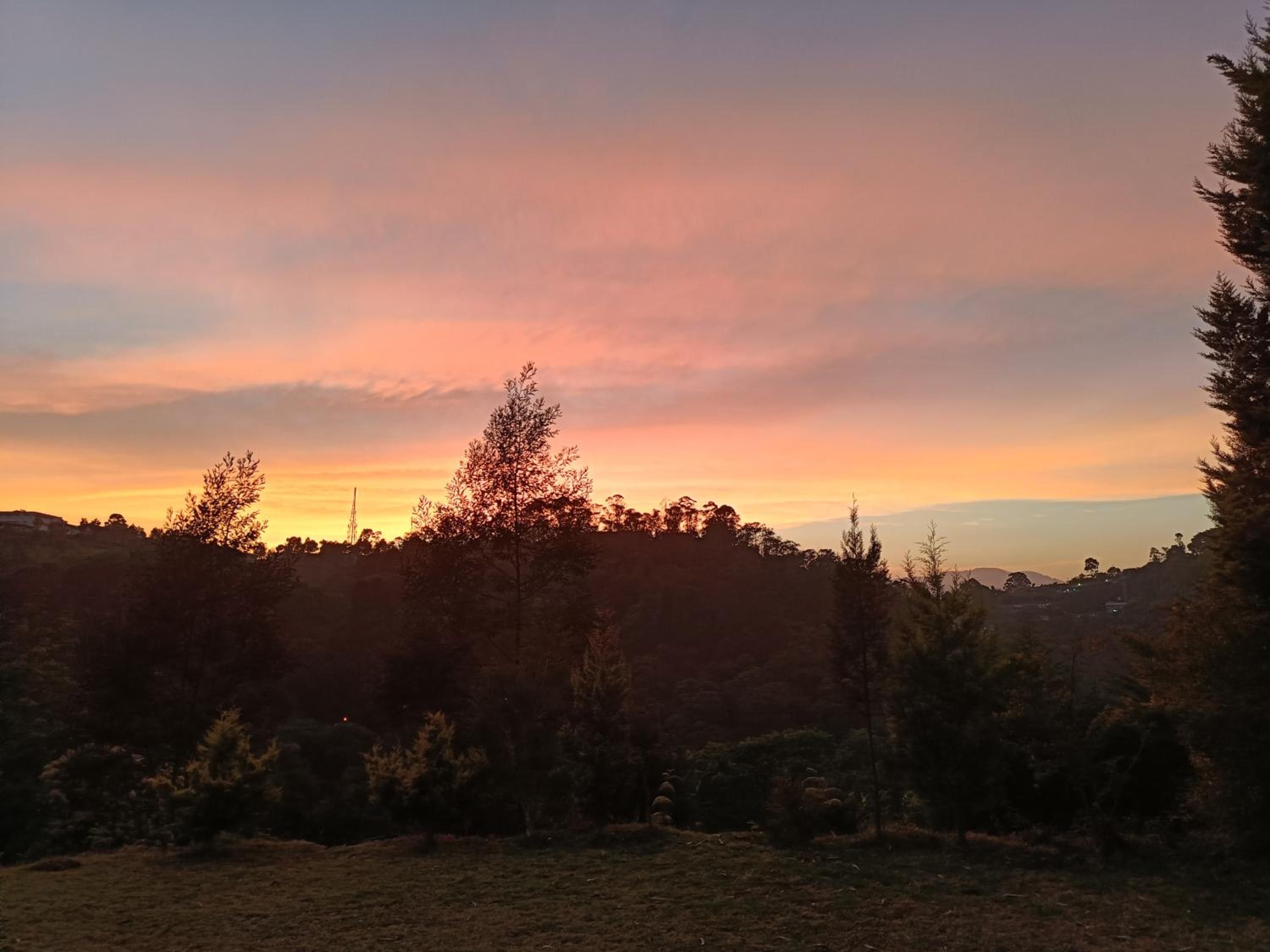 Jungle view view 3