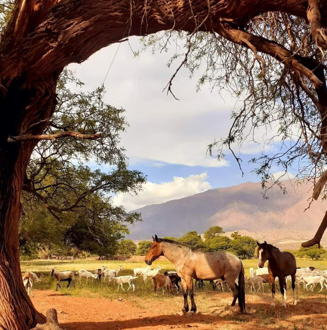 Hostal Cafayate