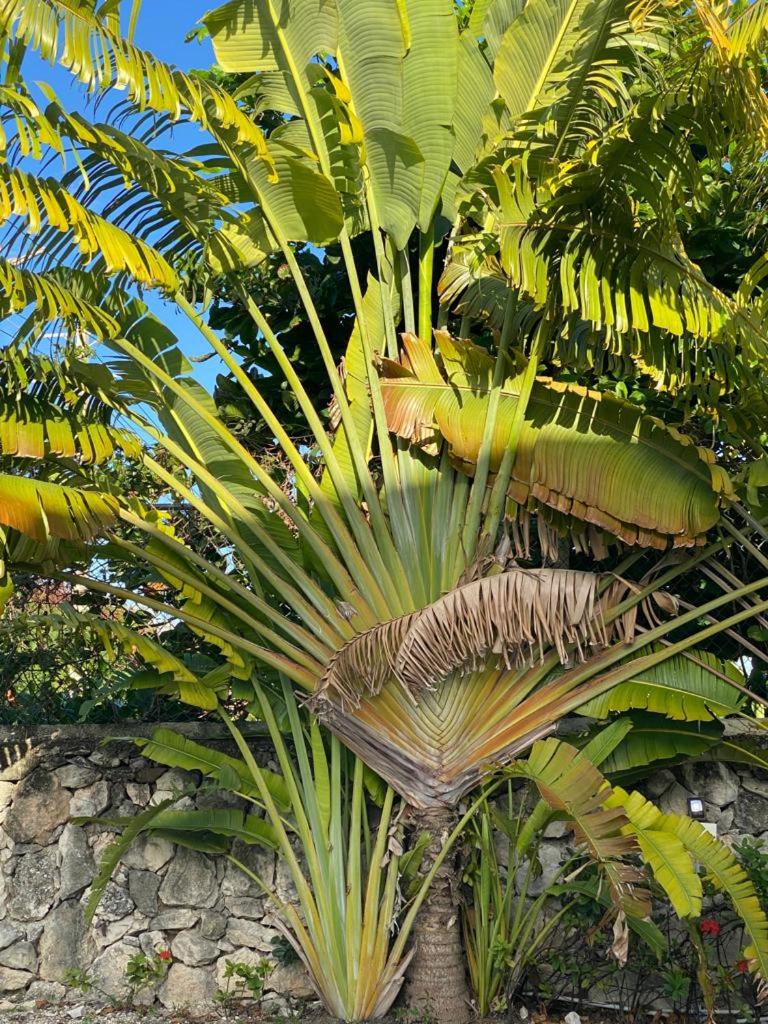 Bavaro Escape