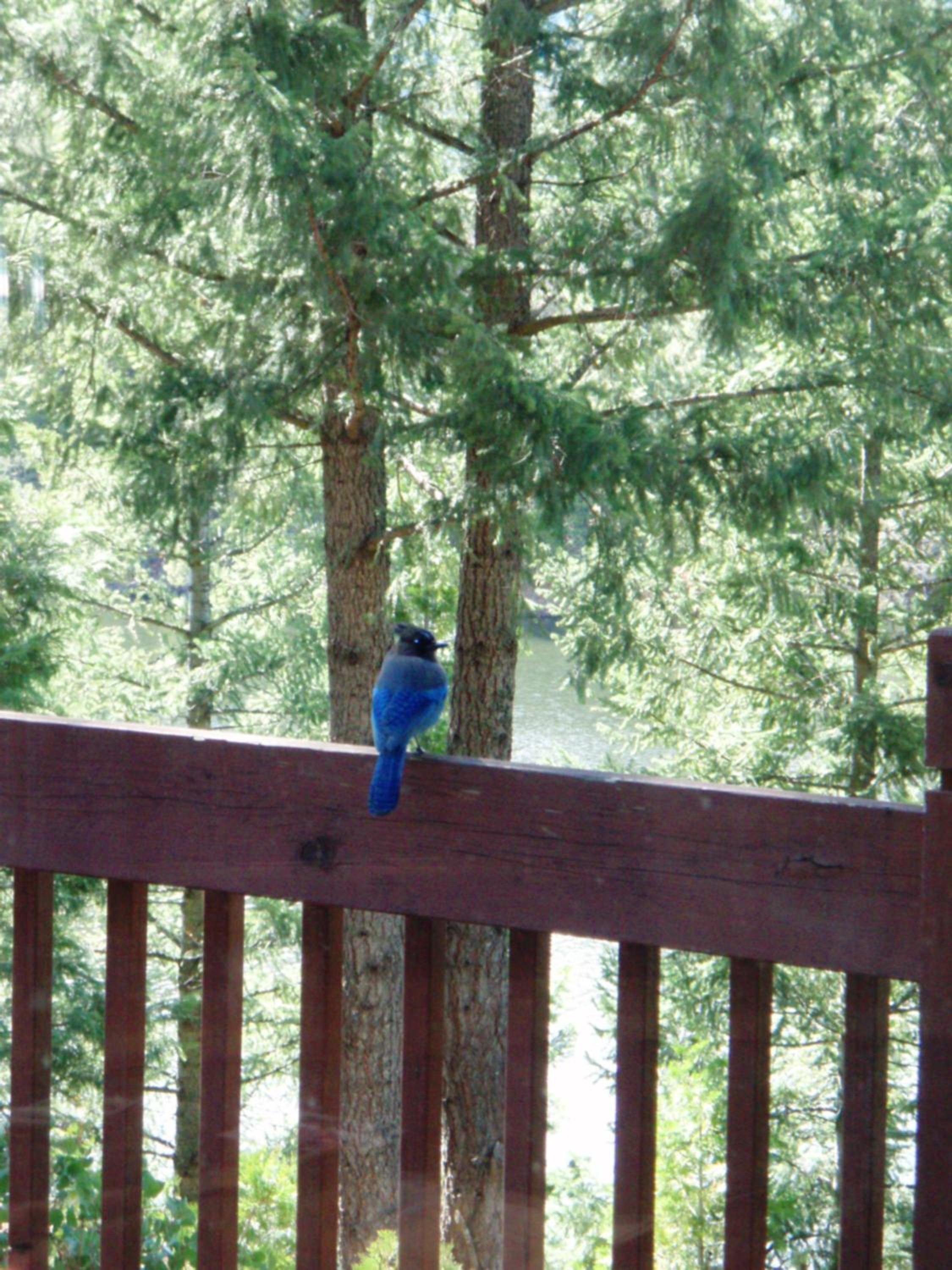 Mount Shasta Resort
