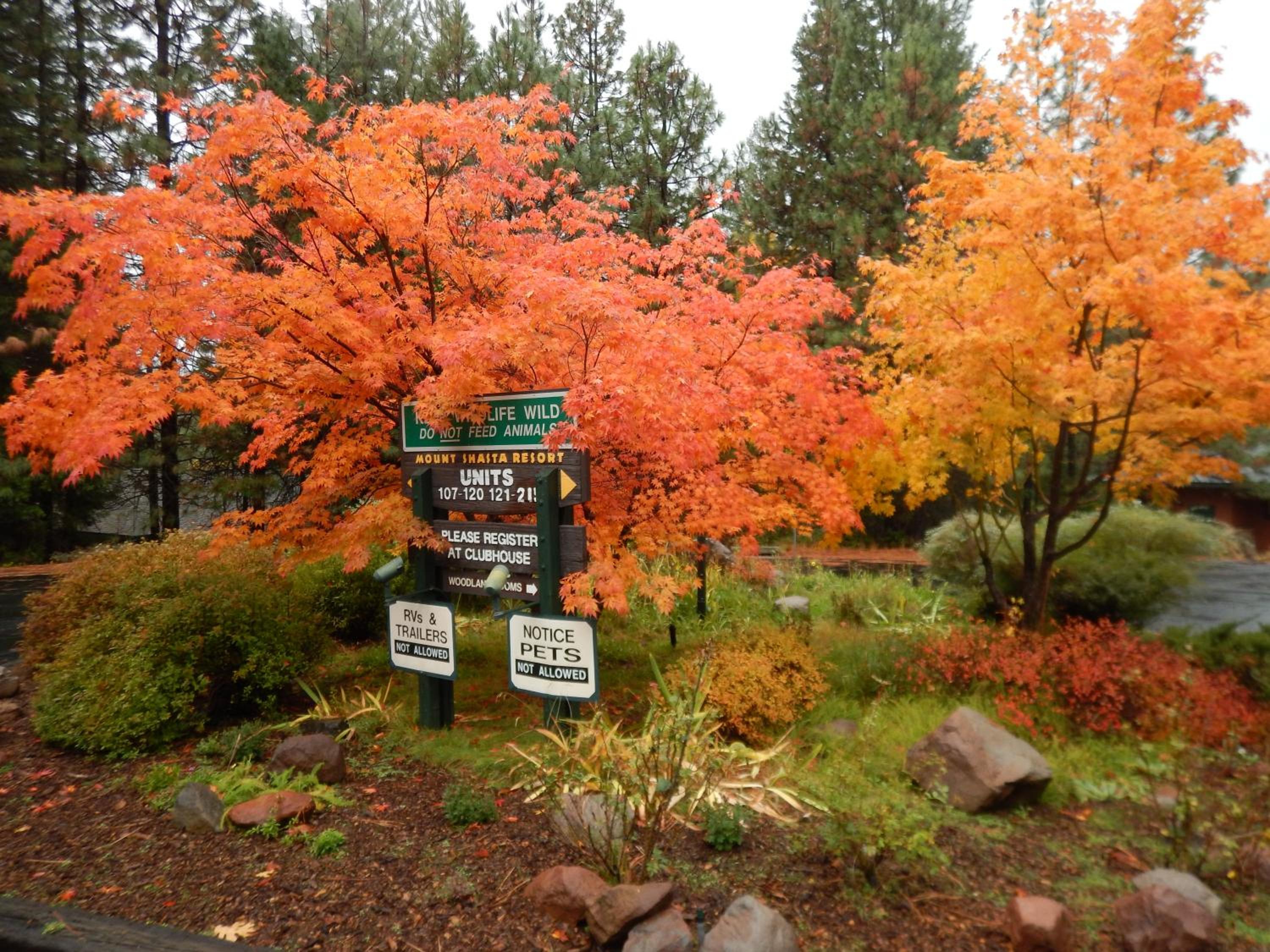 Mount Shasta Resort