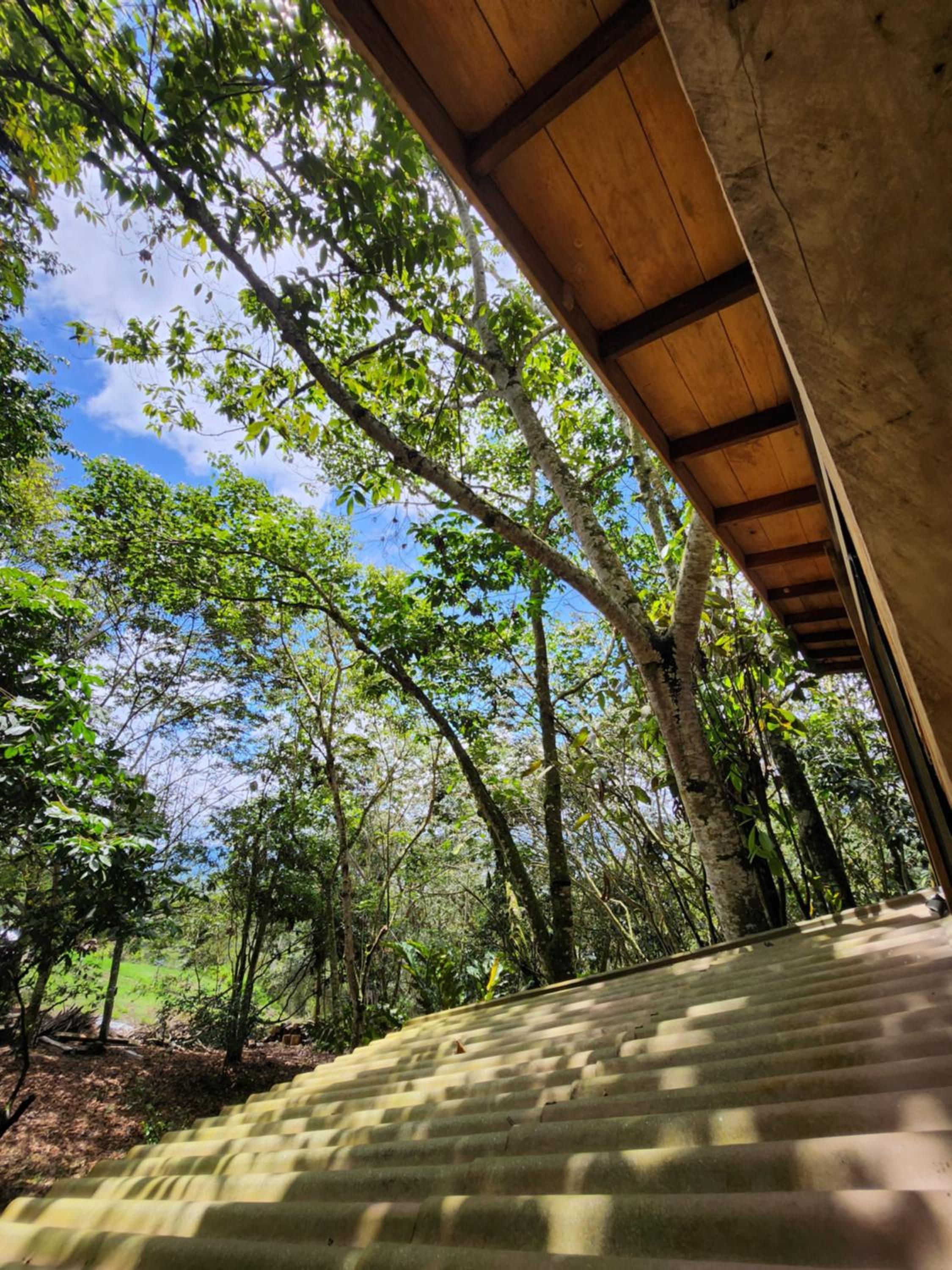 Zen oasis del bosque casa arbol