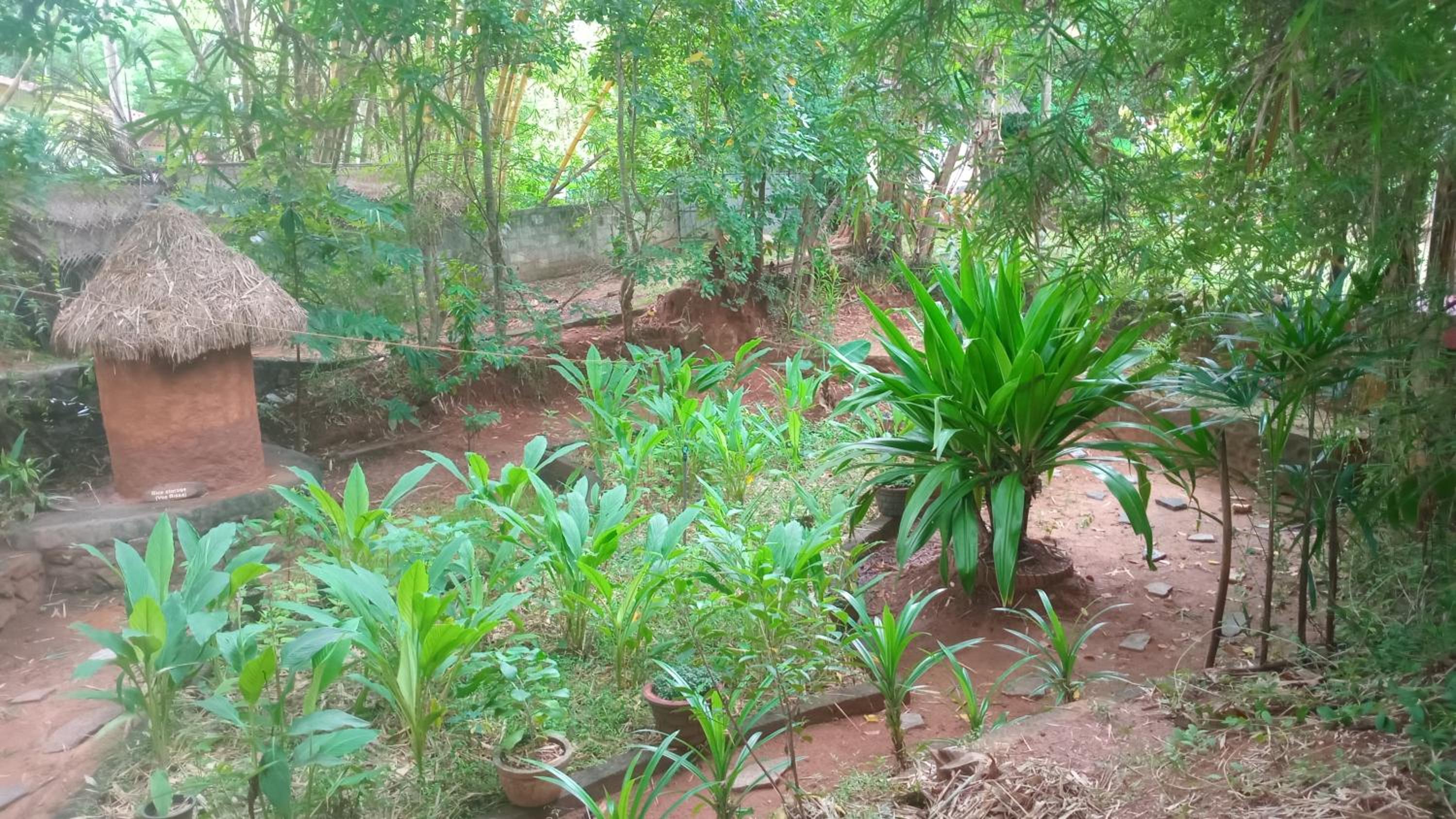 Mango Tree Hut