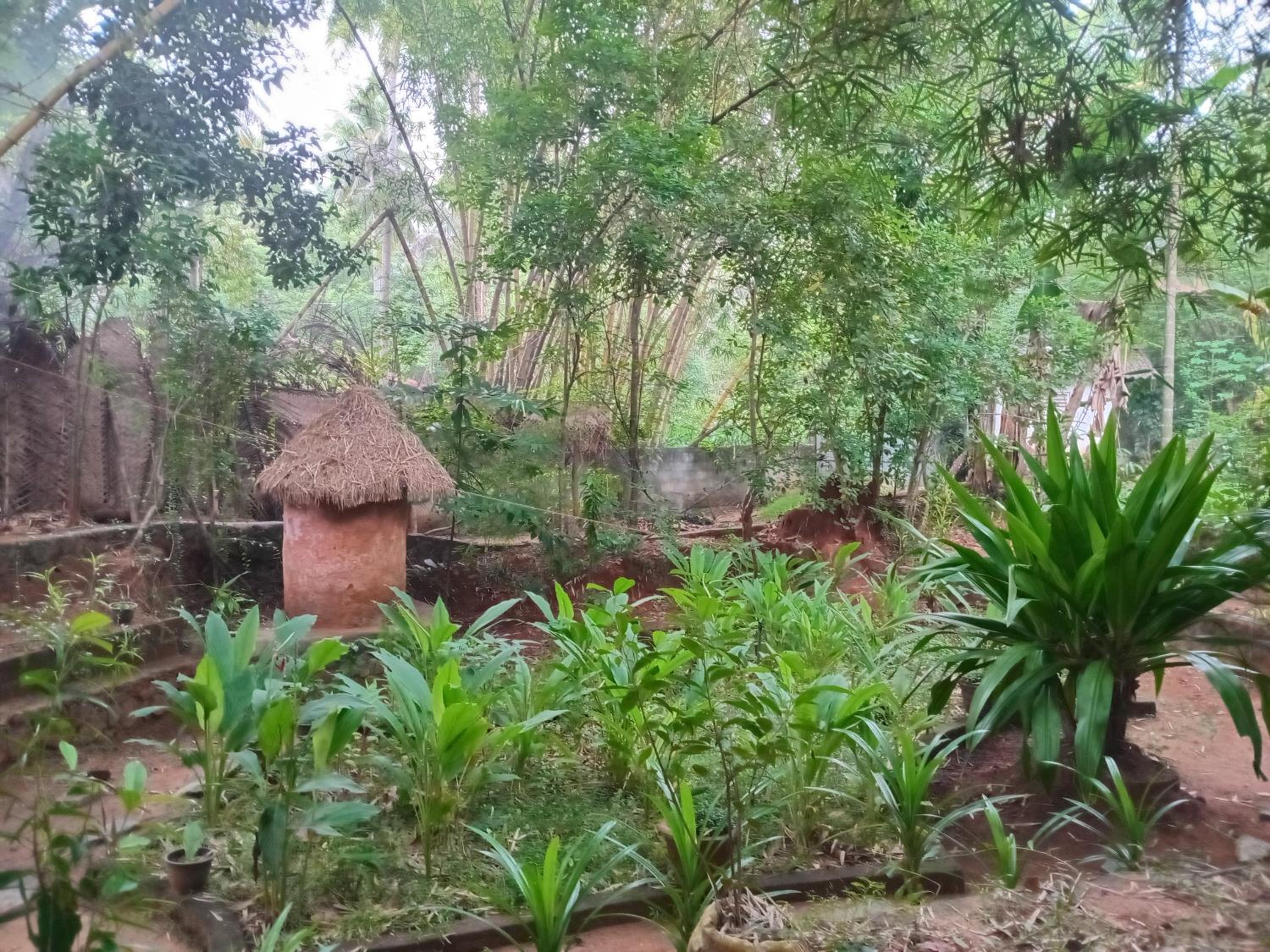 Mango Tree Hut