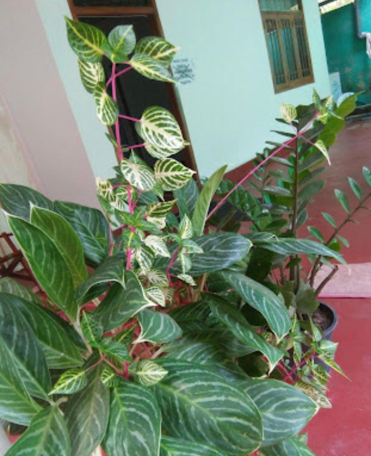 Photo 6