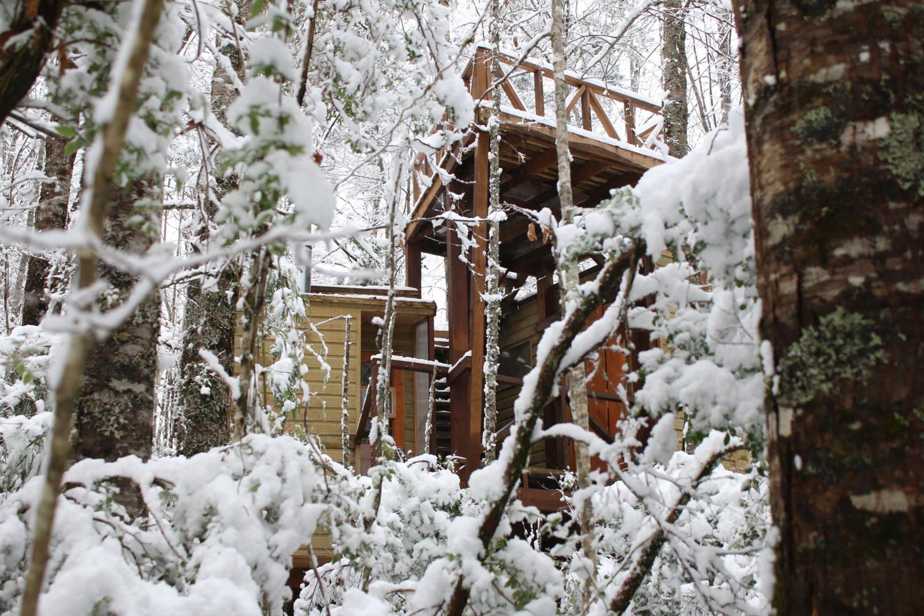 Casita Arbol