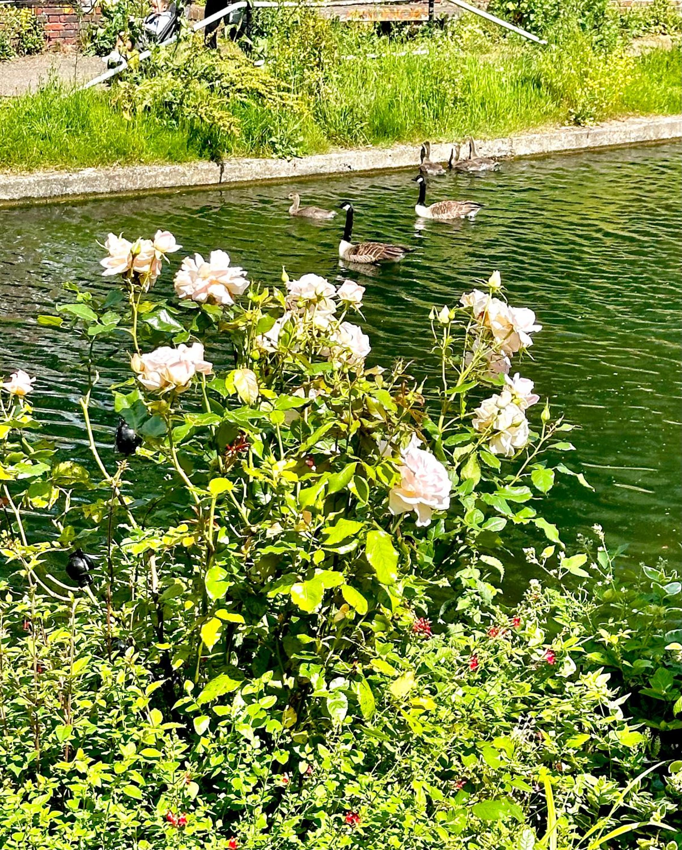 Amazing Location - City of London- 2 Bedroom Stunning Canal View House With Private Garden,Parking & Balcony