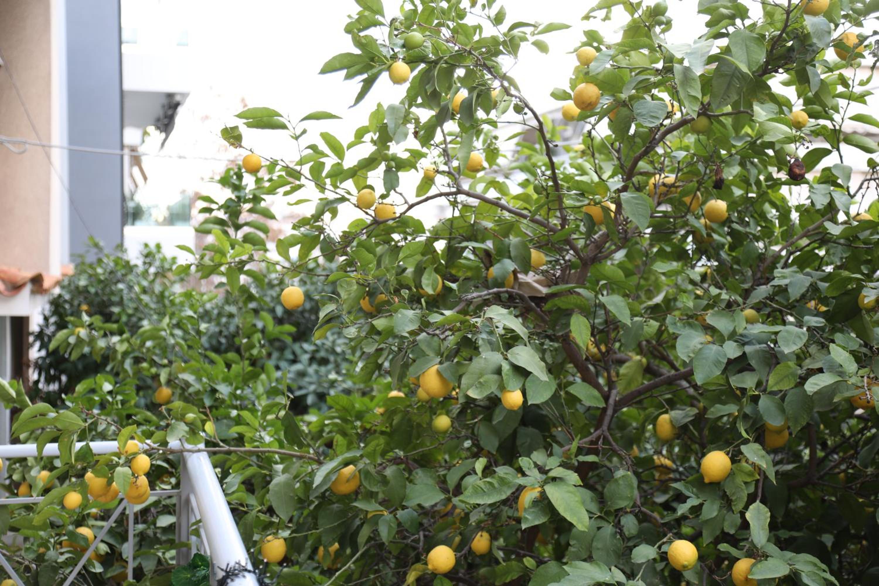 Alimos House photo 3