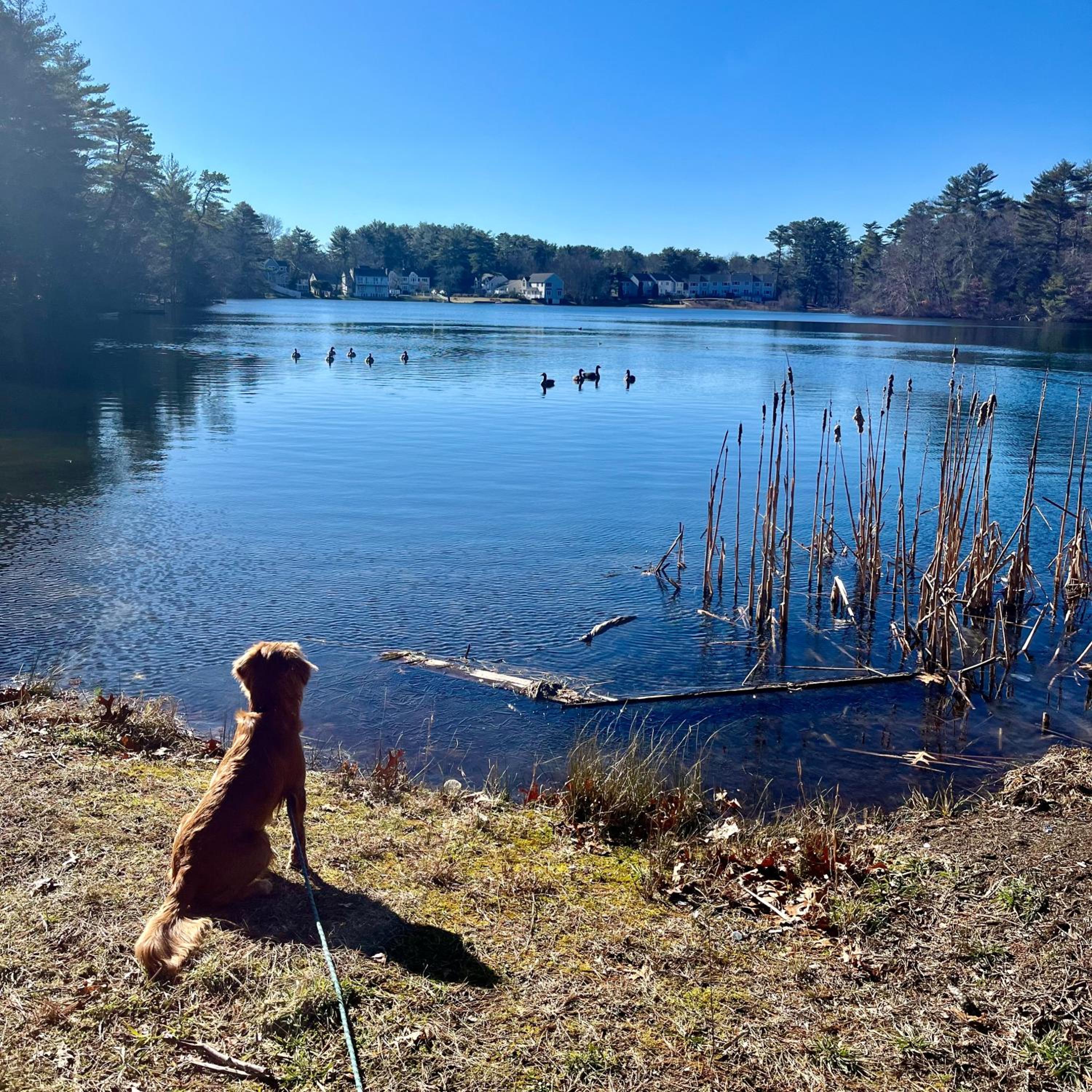 Clear Pond Suite view 5