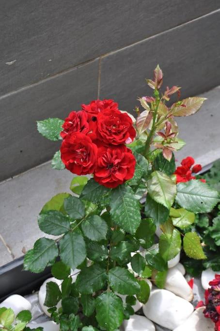 NAVIE GARDEN Getaway Peraia apartment near to beach - Property Image 6