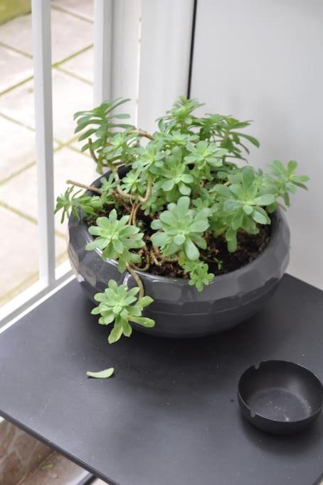 NAVIE GARDEN Getaway Peraia apartment near to beach - Property Image 21