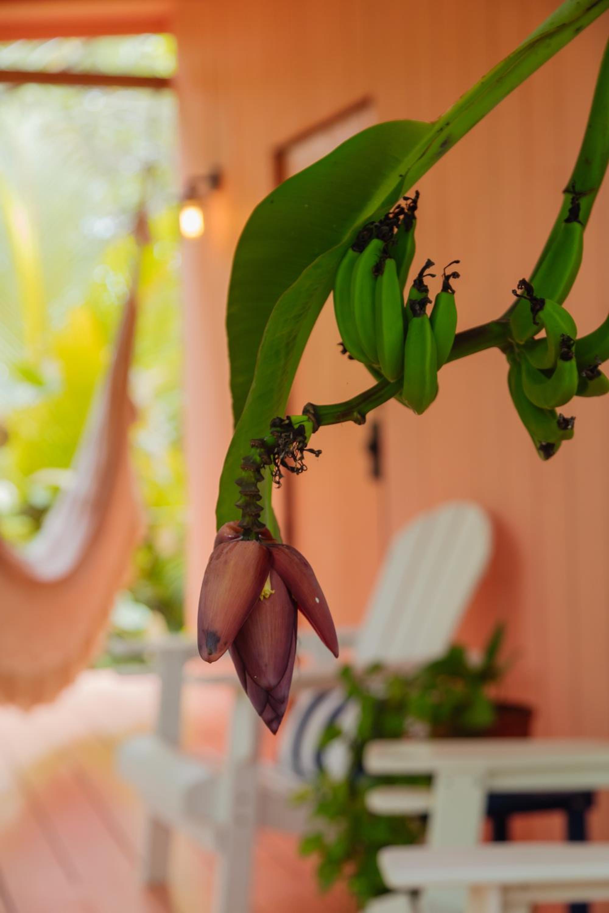 Solea Villa Tropical