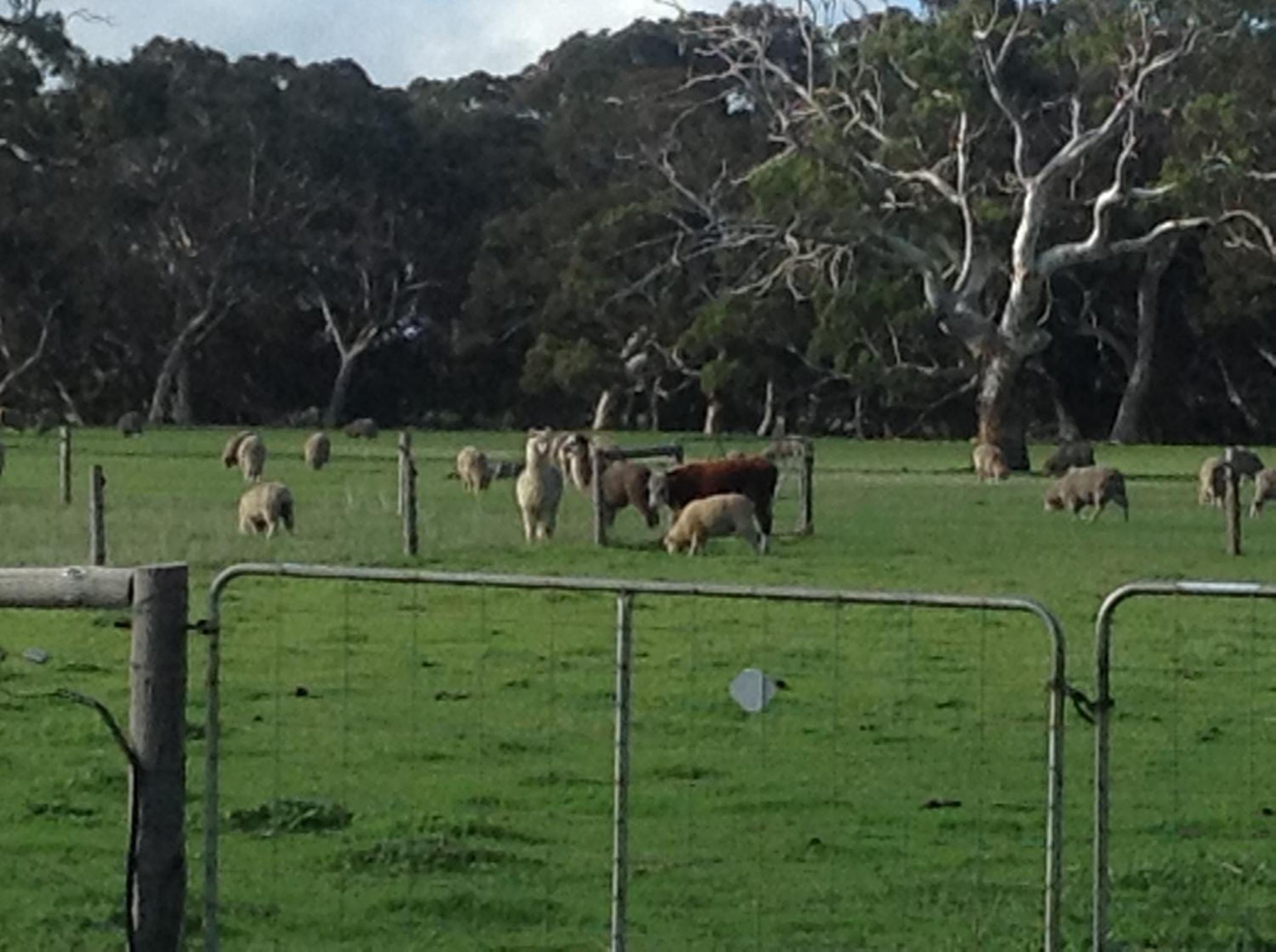 Breakaway Farmstay