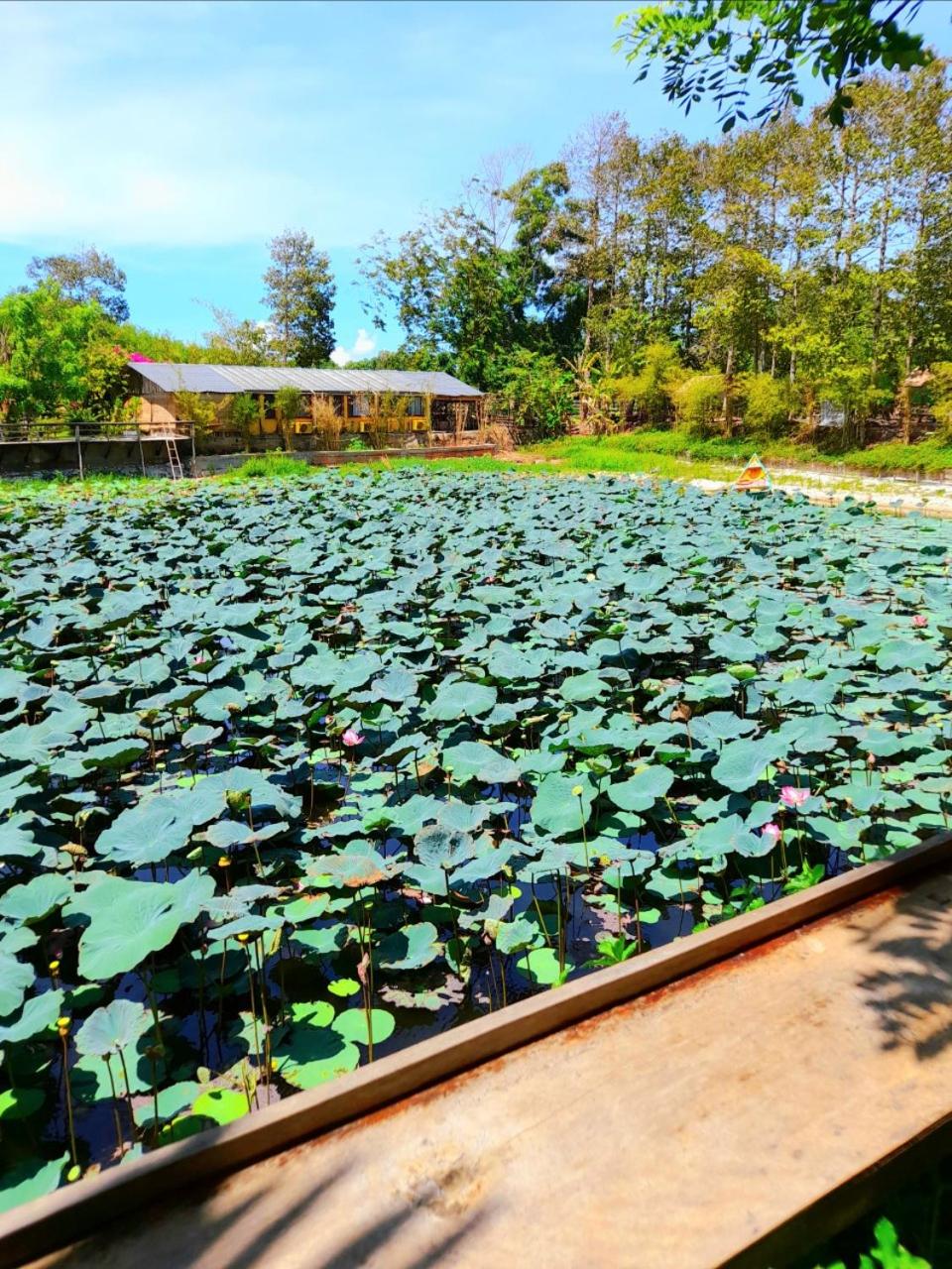 TINA LAKESIDE AO ĐÔI Homestay Phước Hải