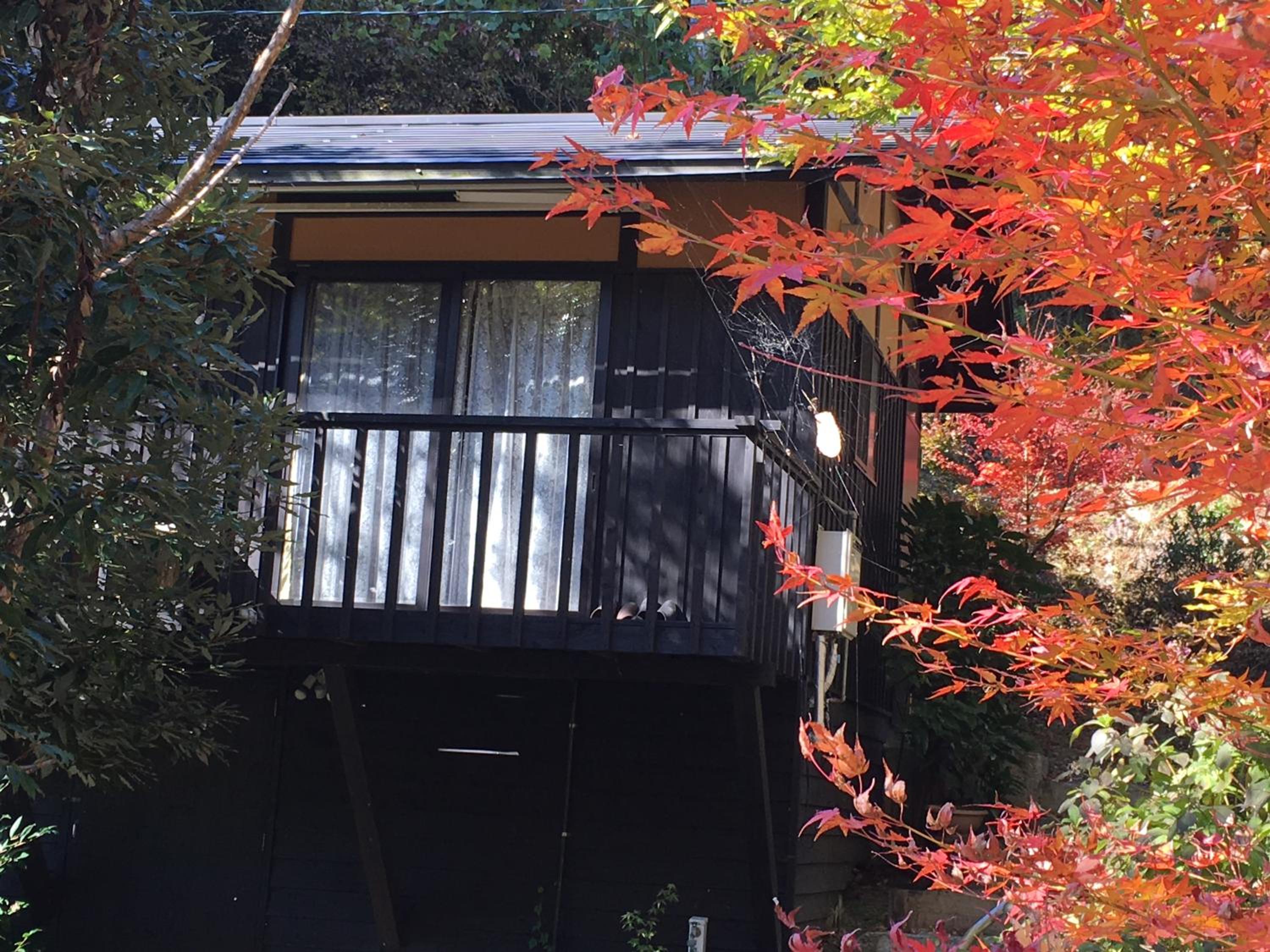 nanakoya