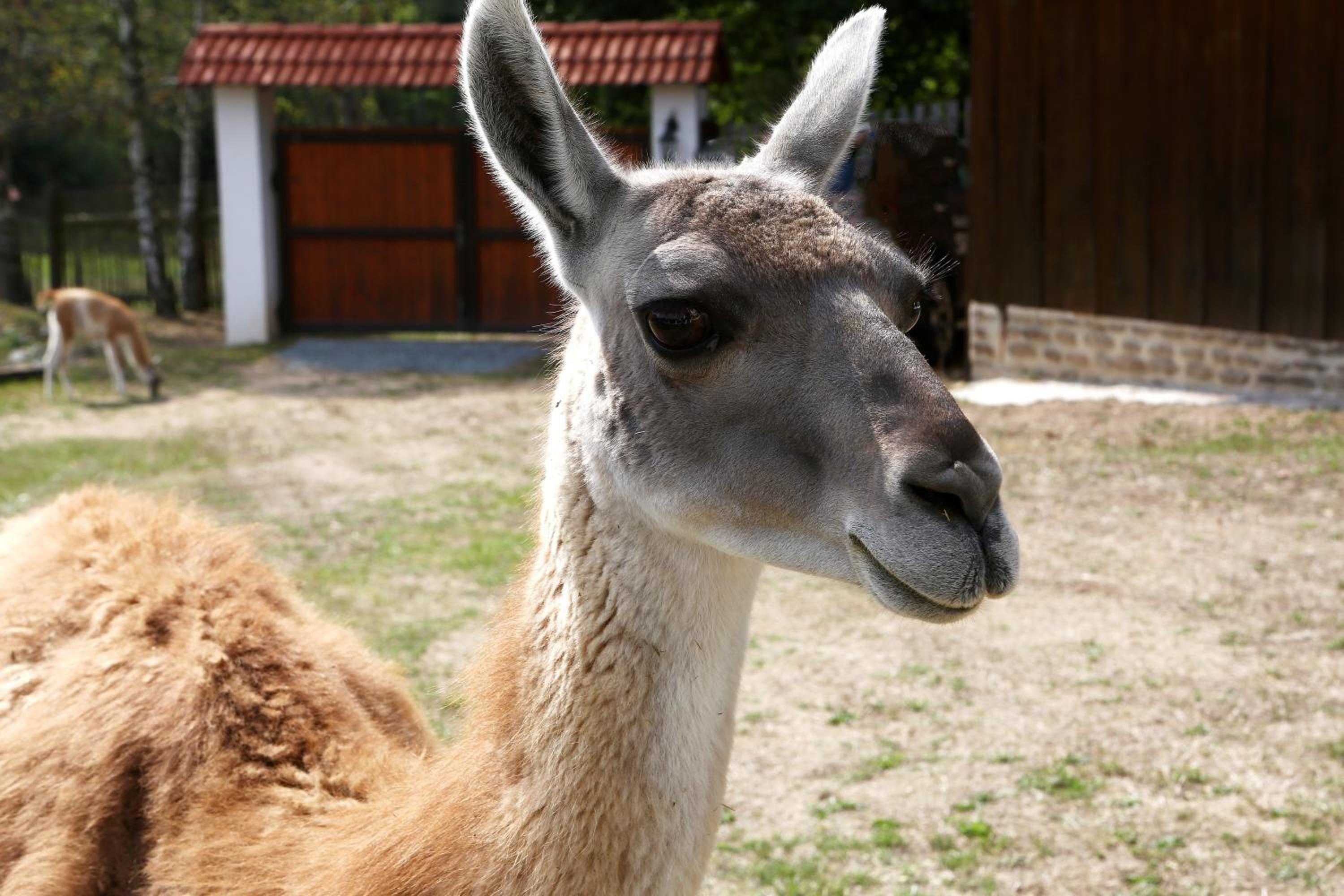 Na Samotě Ve Srubu