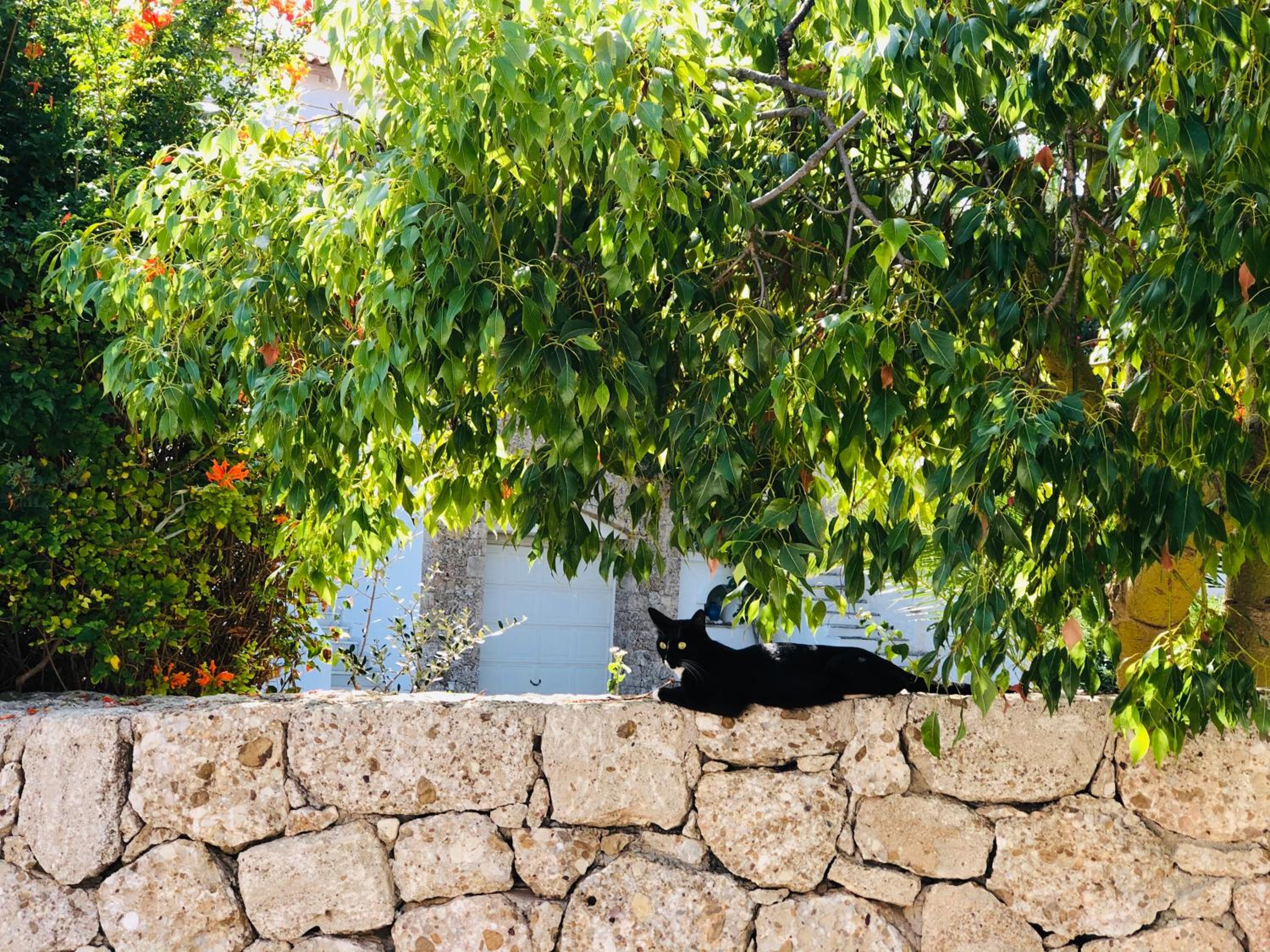 Villa Alexandros