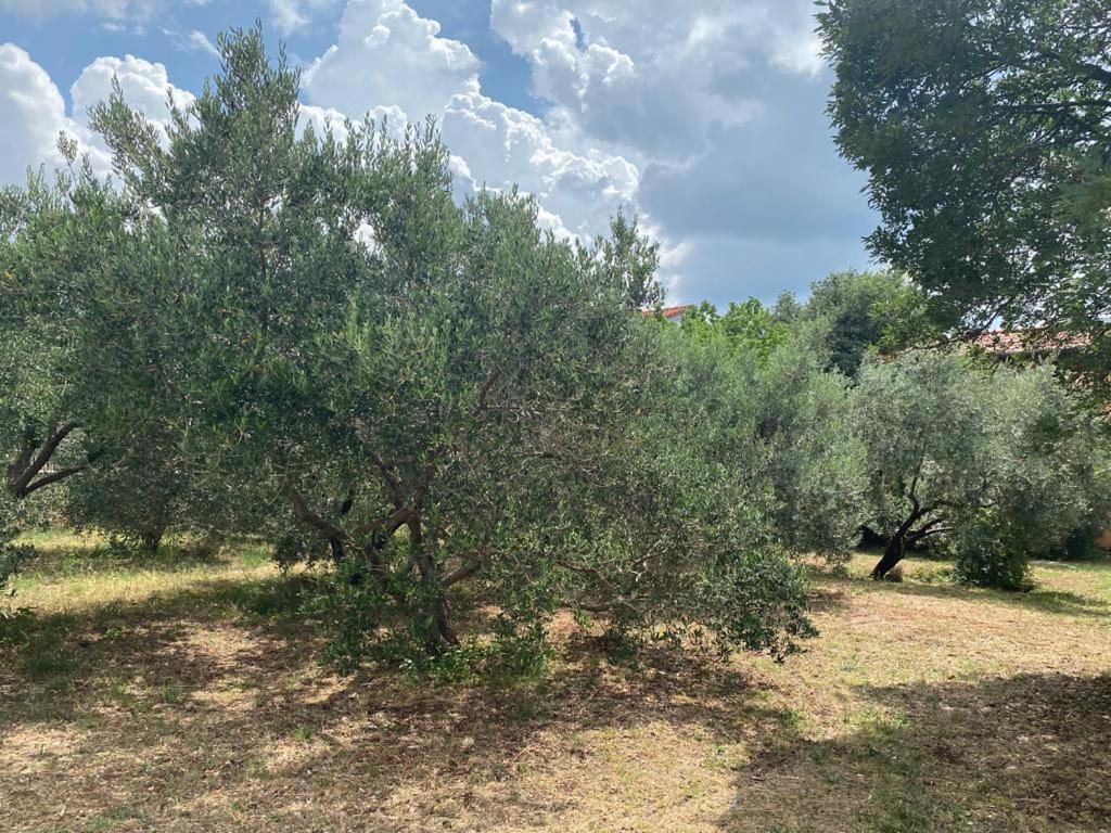 Apartmani JAKI, Biograd na moru view 5