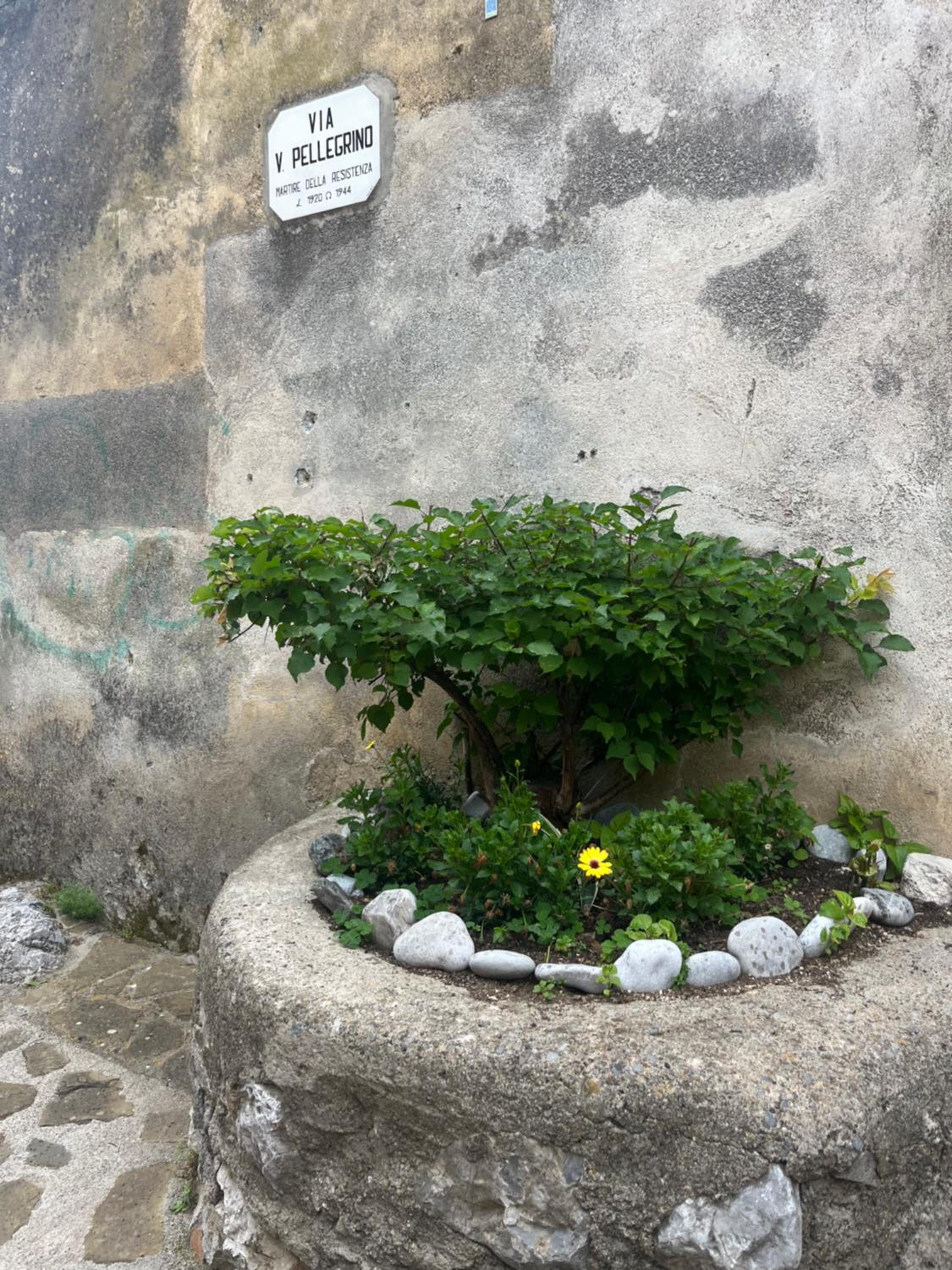A Finistella
