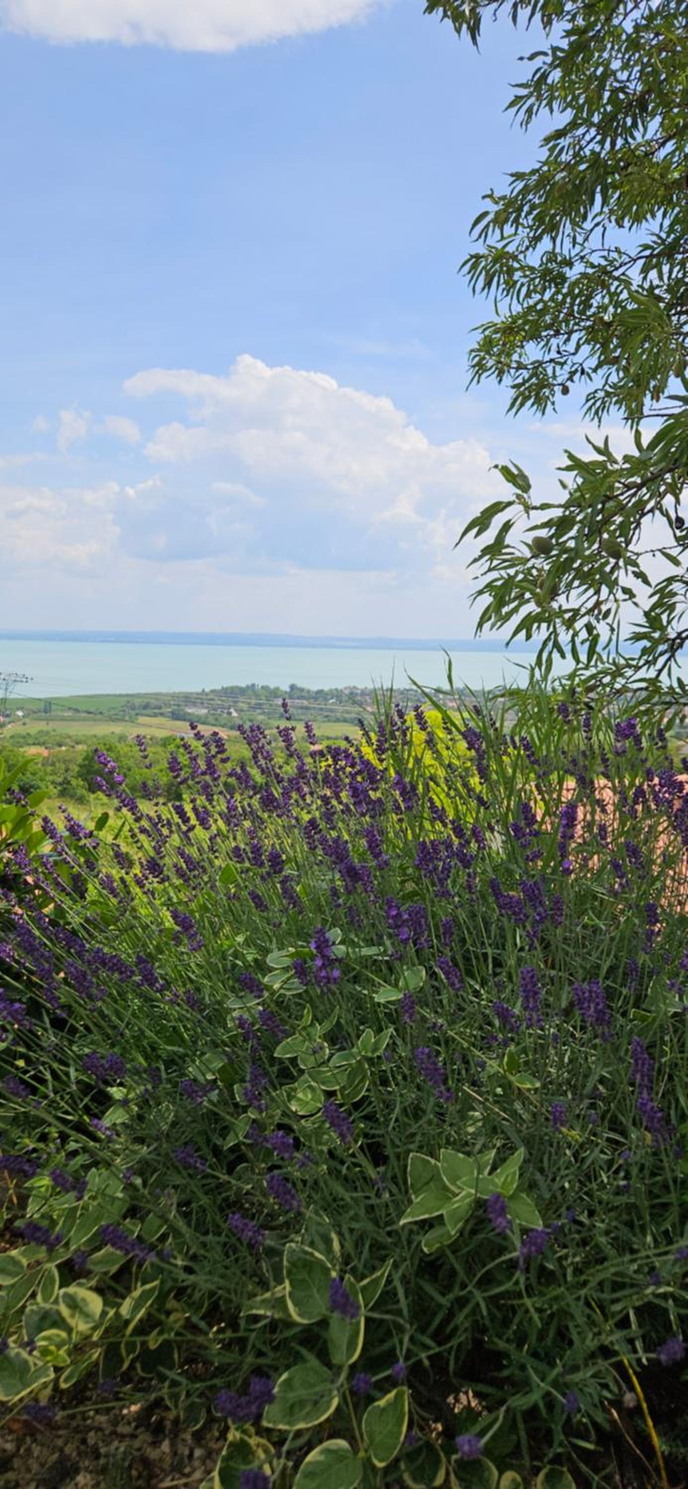 Panoráma Csopak