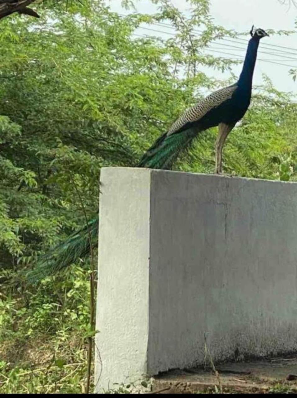 Ashirwad Home Stay , Rustic , 2 bedroom Villa amidst peacocks view 2