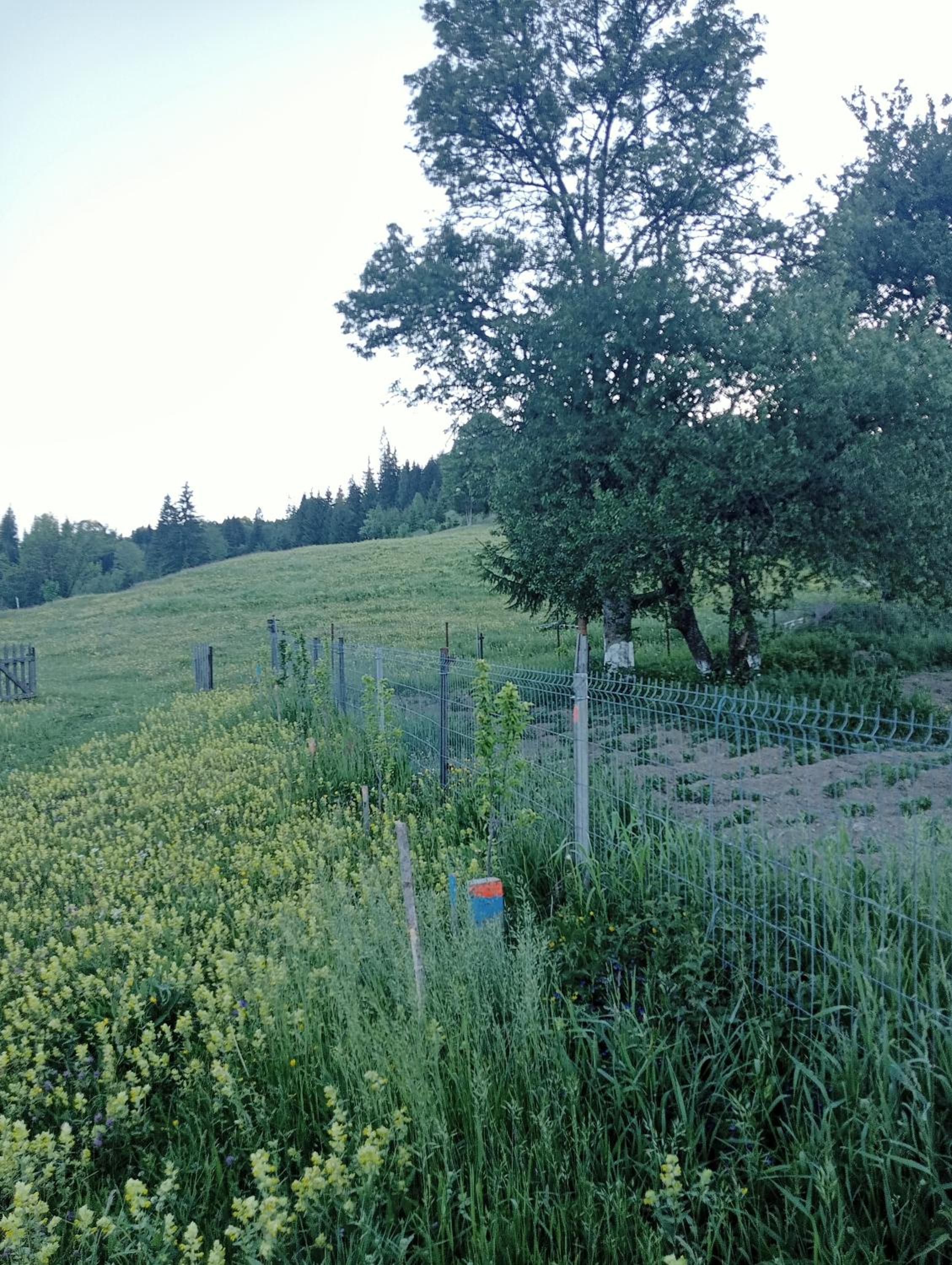 Photo 44
