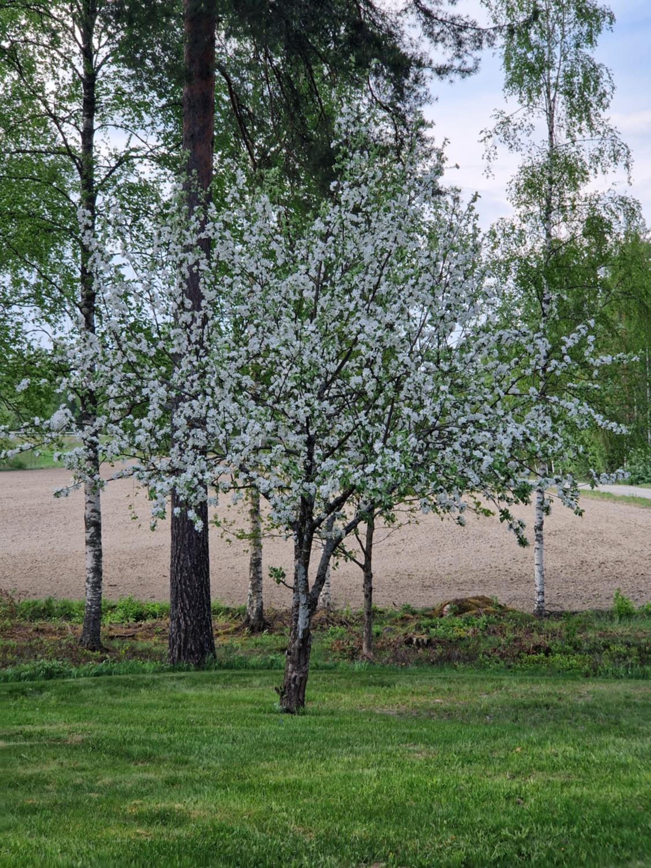 Lomatalo Honkamäki