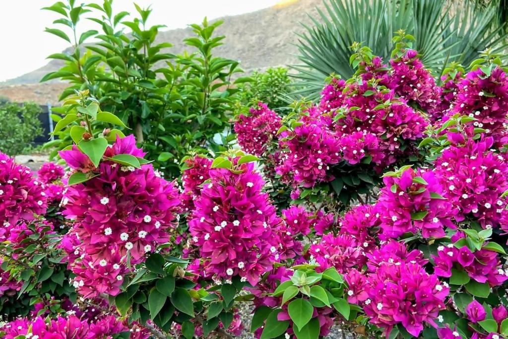 Country House Near Fataga & Maspalomas