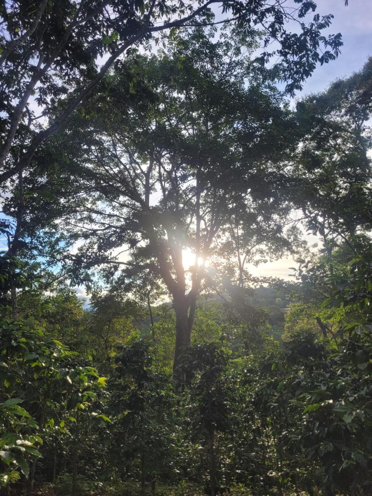 Finca La Rivera