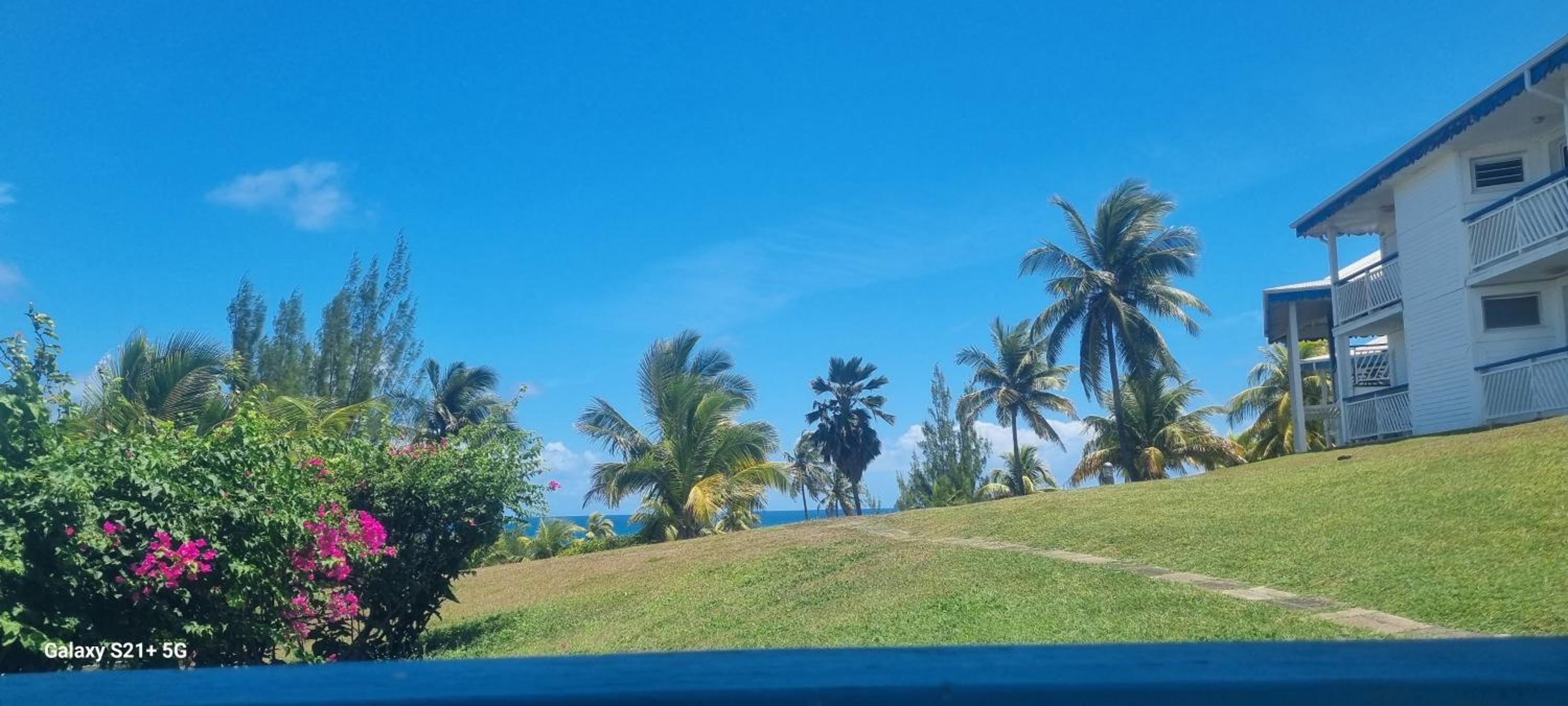MangoSoleil