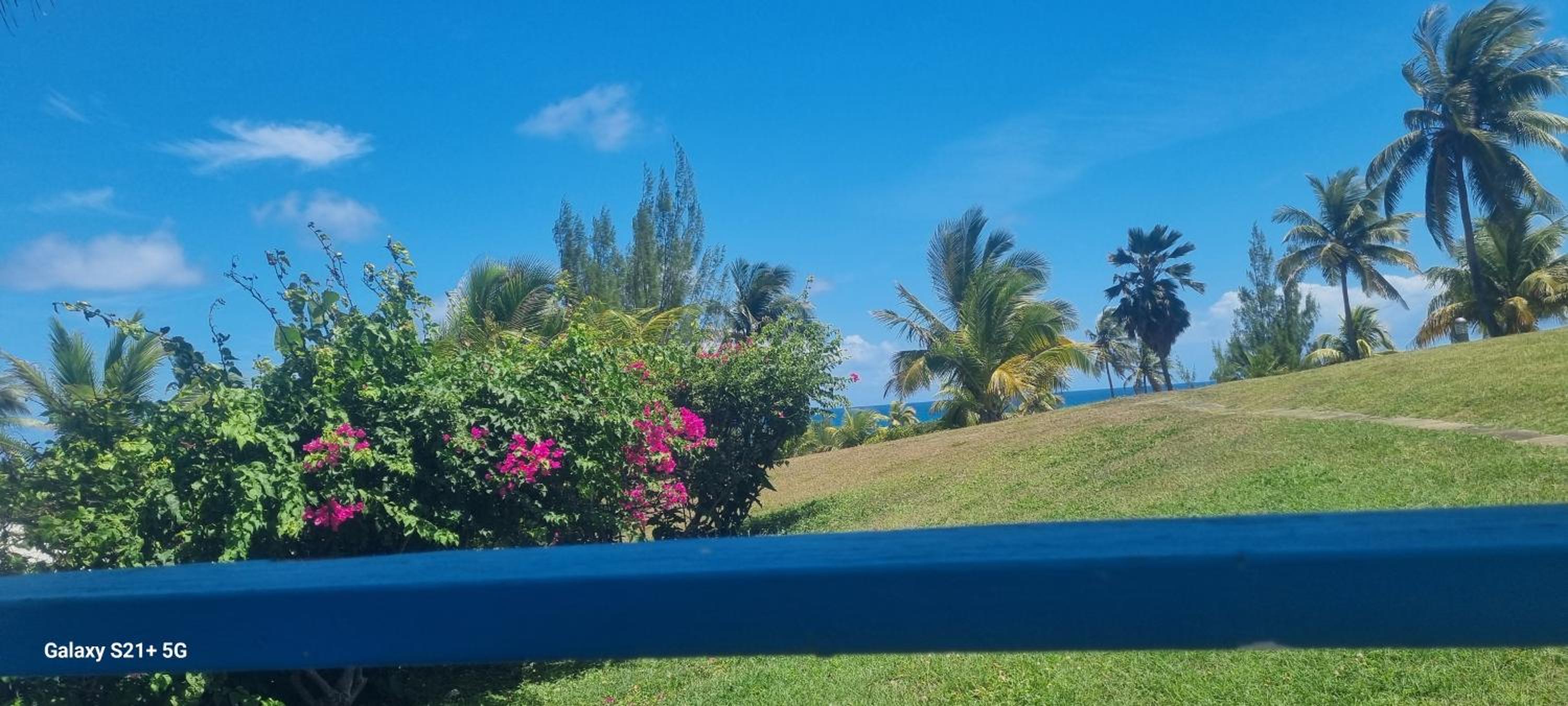 MangoSoleil