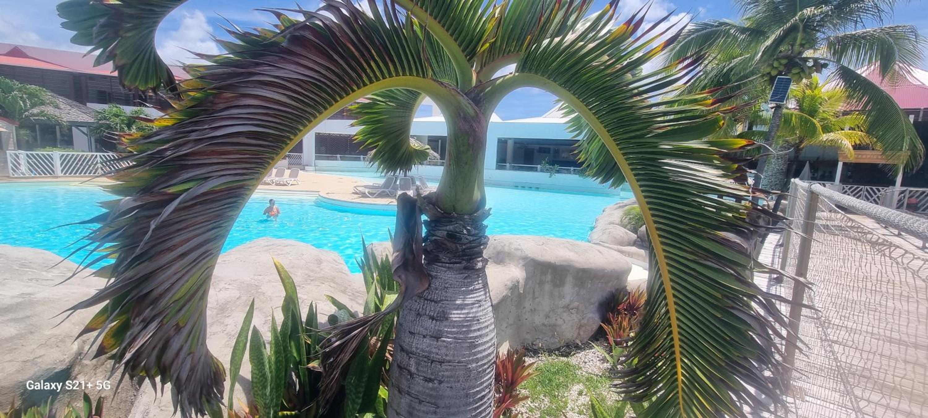 MangoSoleil