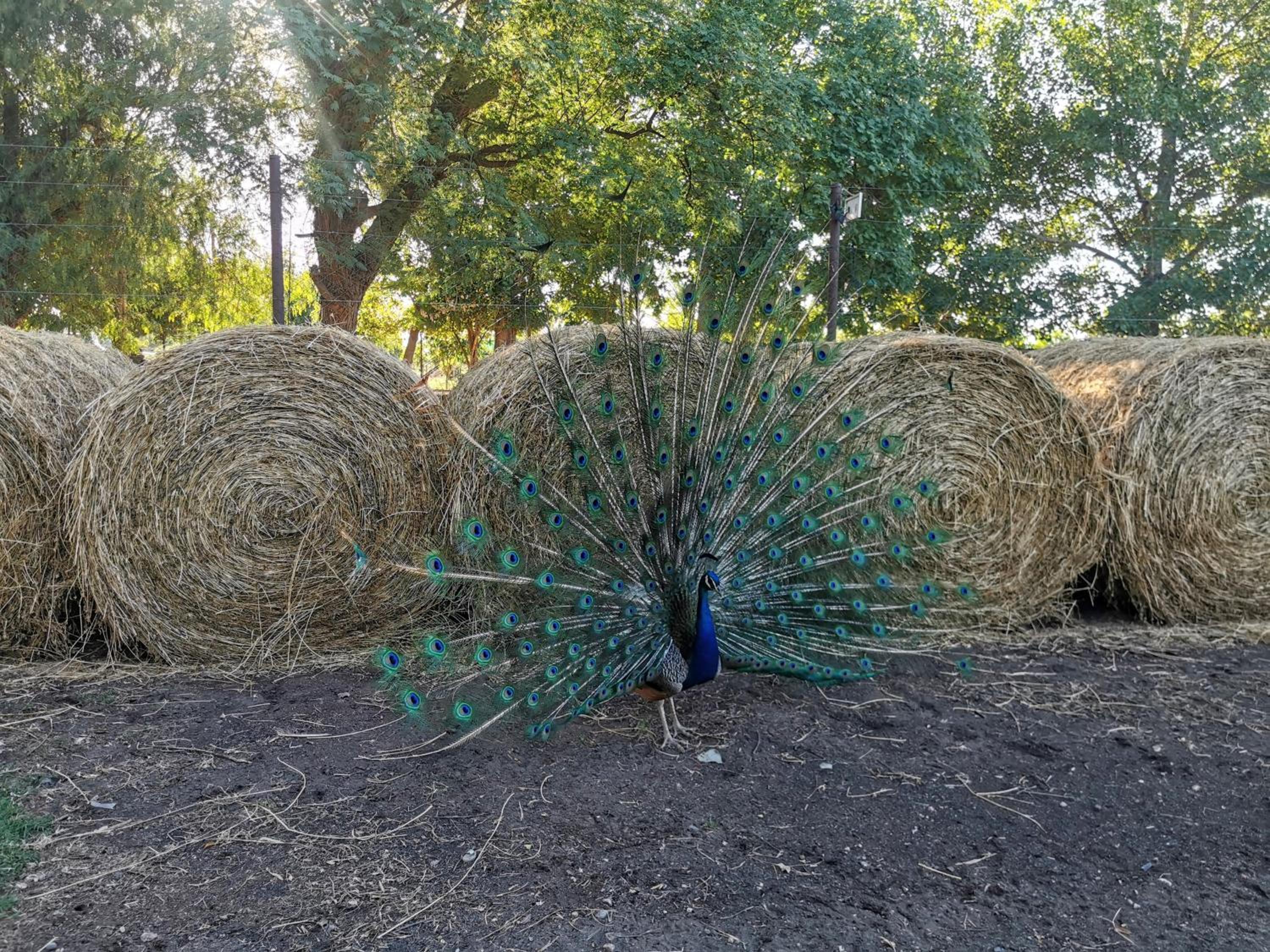 Complejo Koi