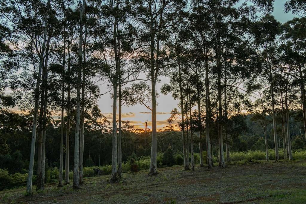 Blue Moon Forest Lodge