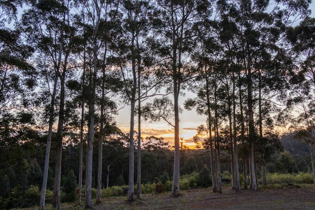 Blue Moon Forest Lodge