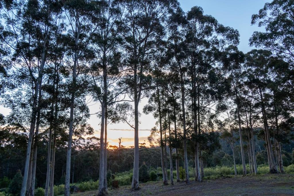 Blue Moon Forest Lodge