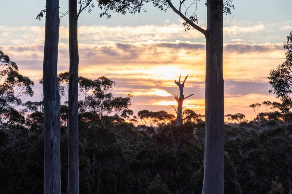 Blue Moon Forest Lodge