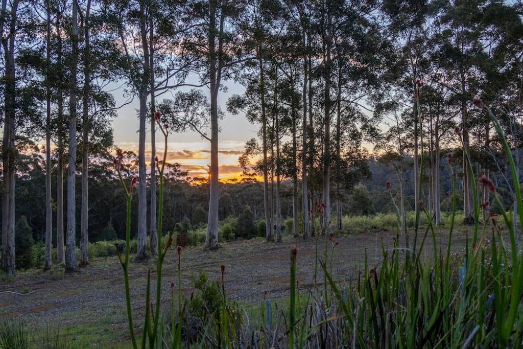 Blue Moon Forest Lodge